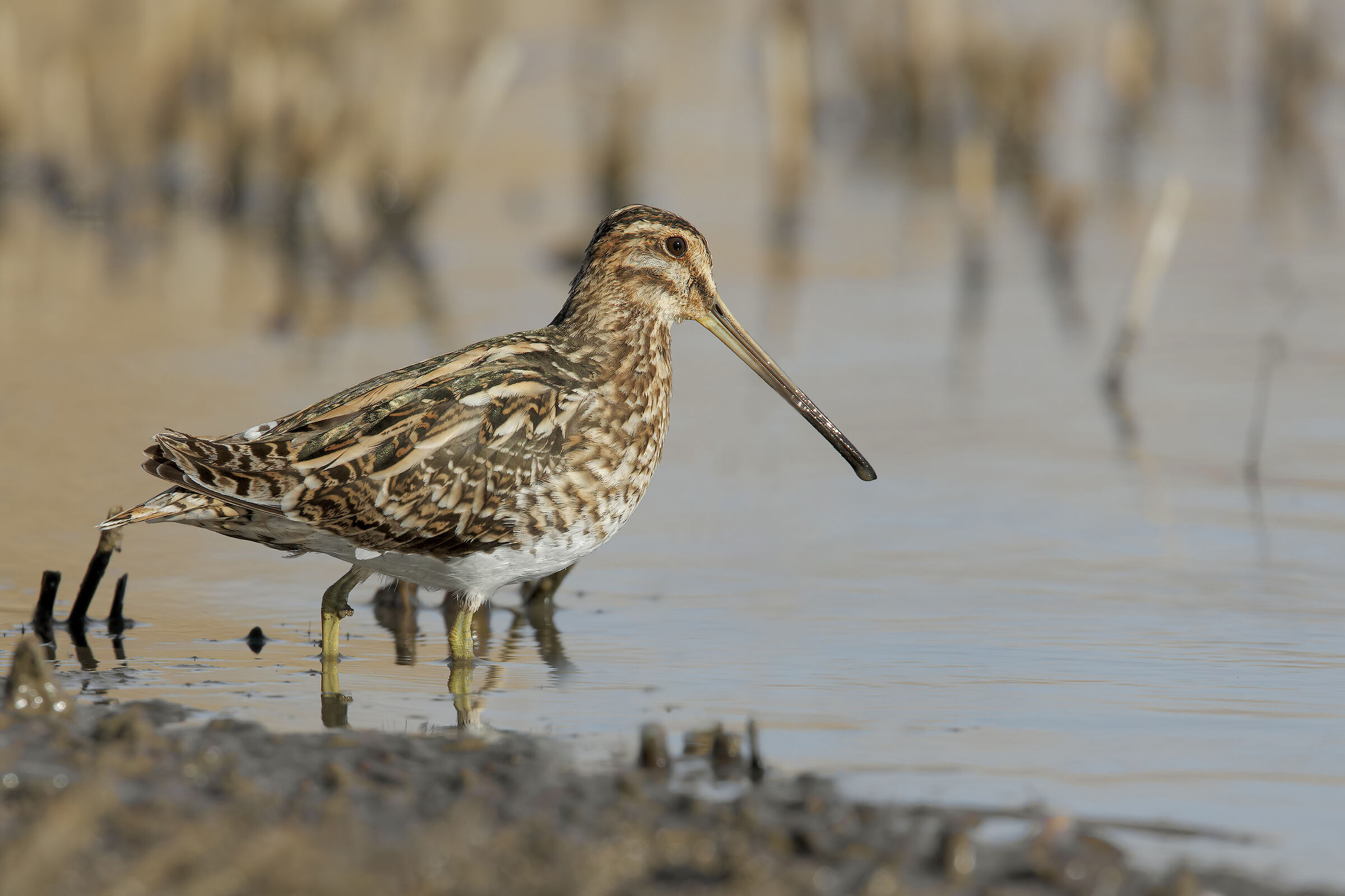 Snipe