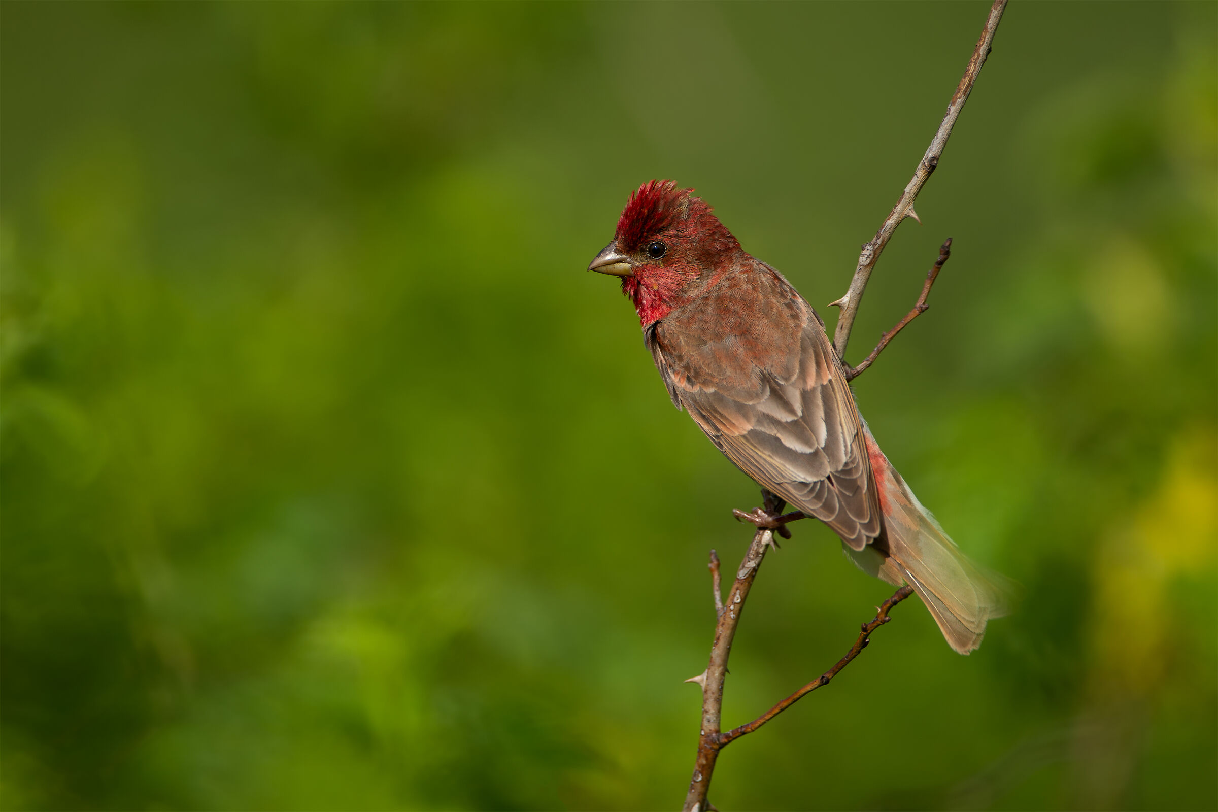 Carpodacus erythrinus (Common rosefinch)
