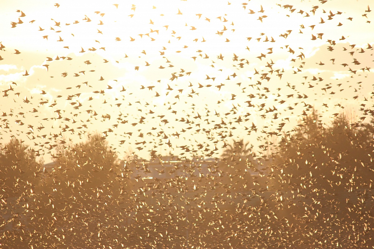 Stormo in controluce