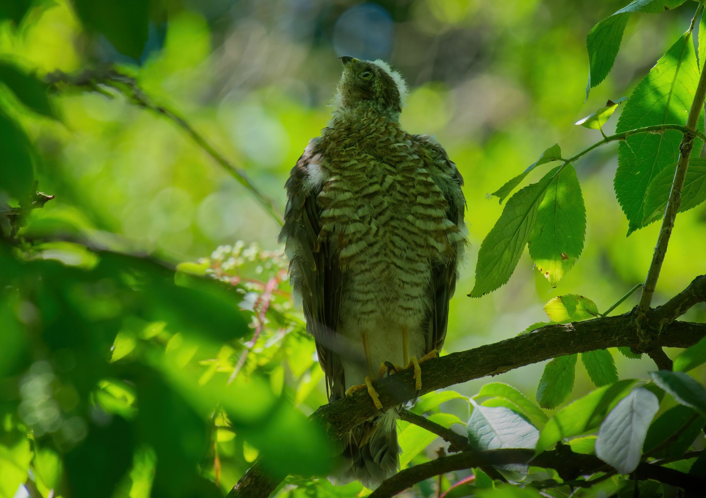 Il giovane sparviere alla scoperta del bosco