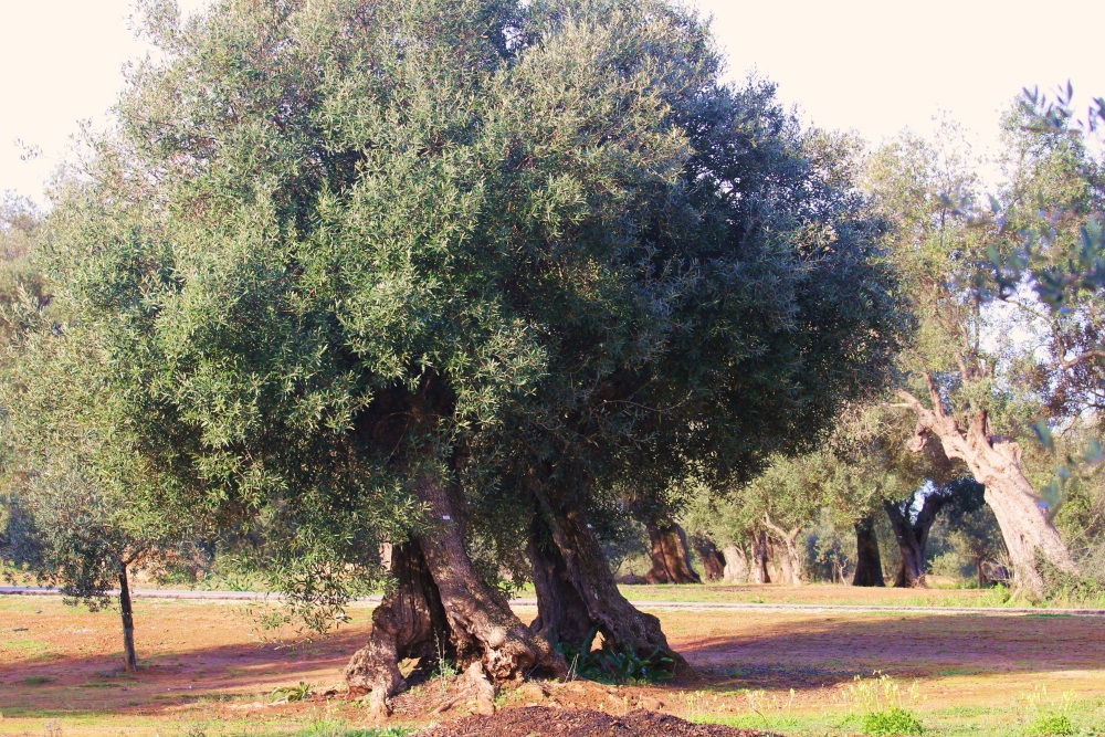 olivo centenario , leccino