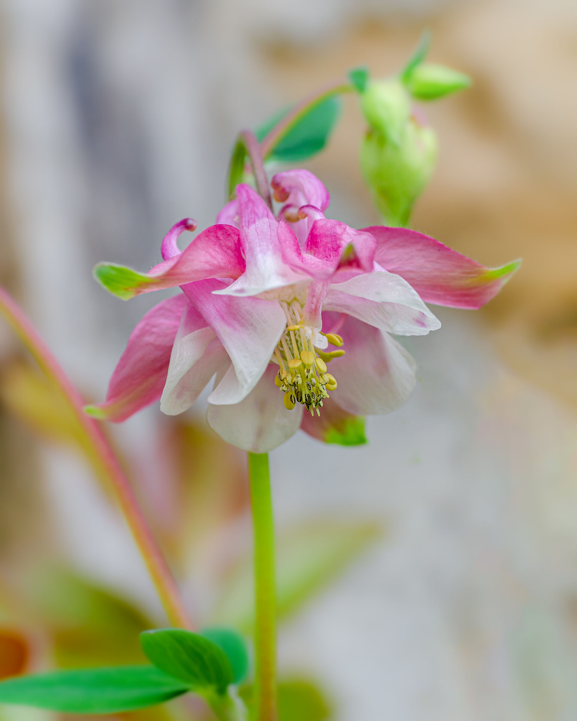 Columbine
