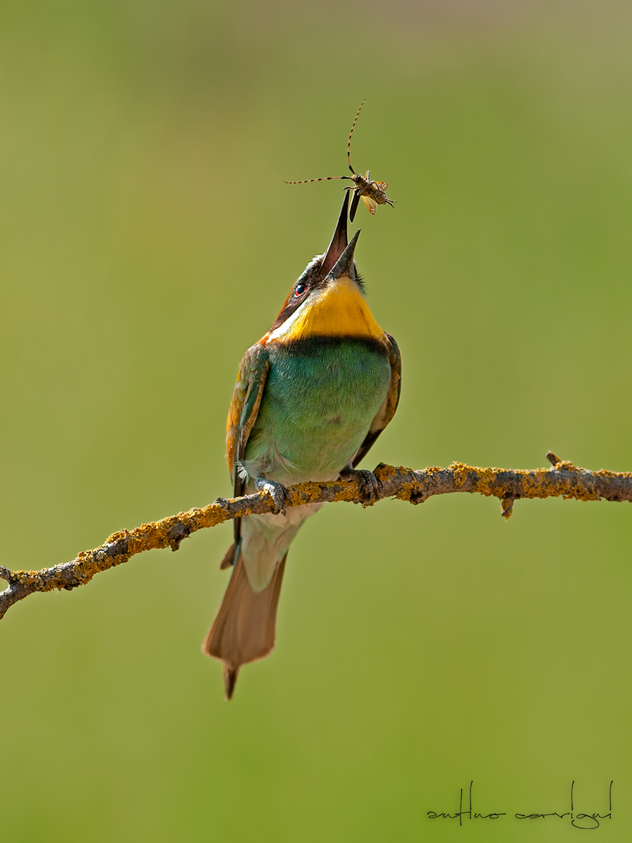 A bee-eater
