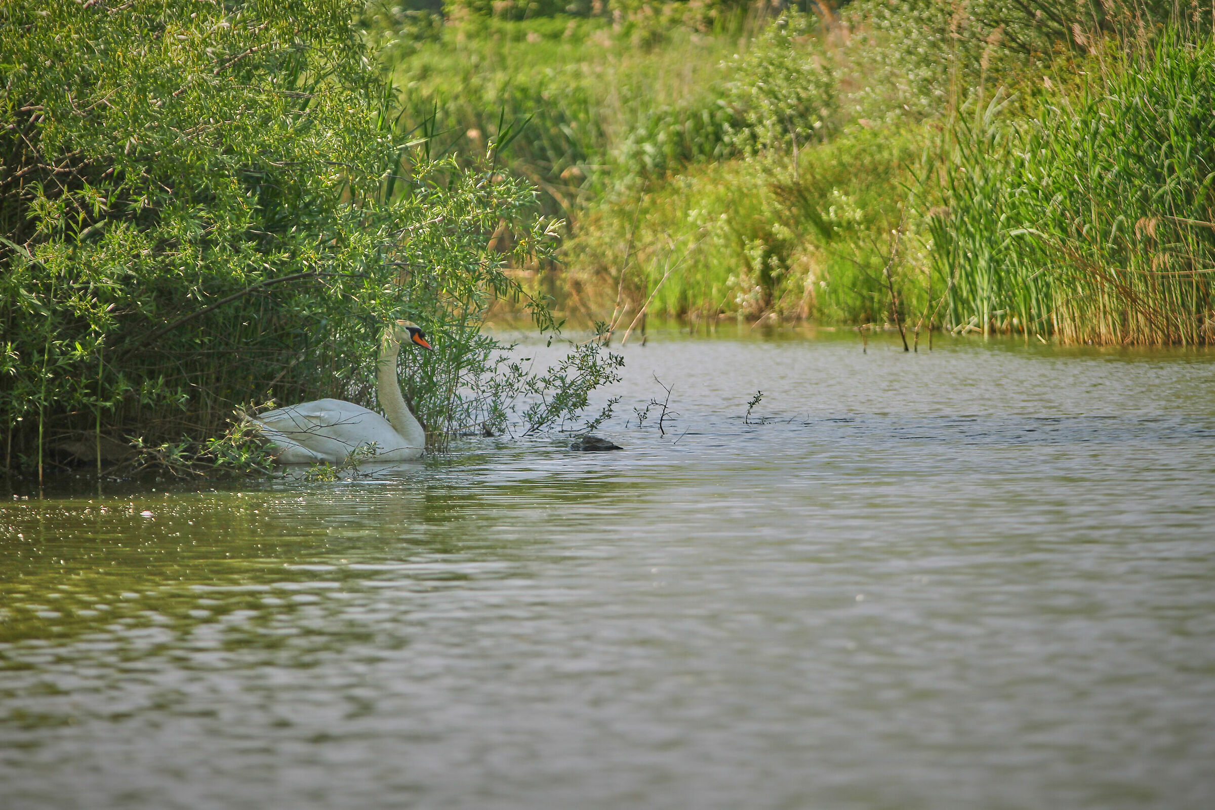 Cigno