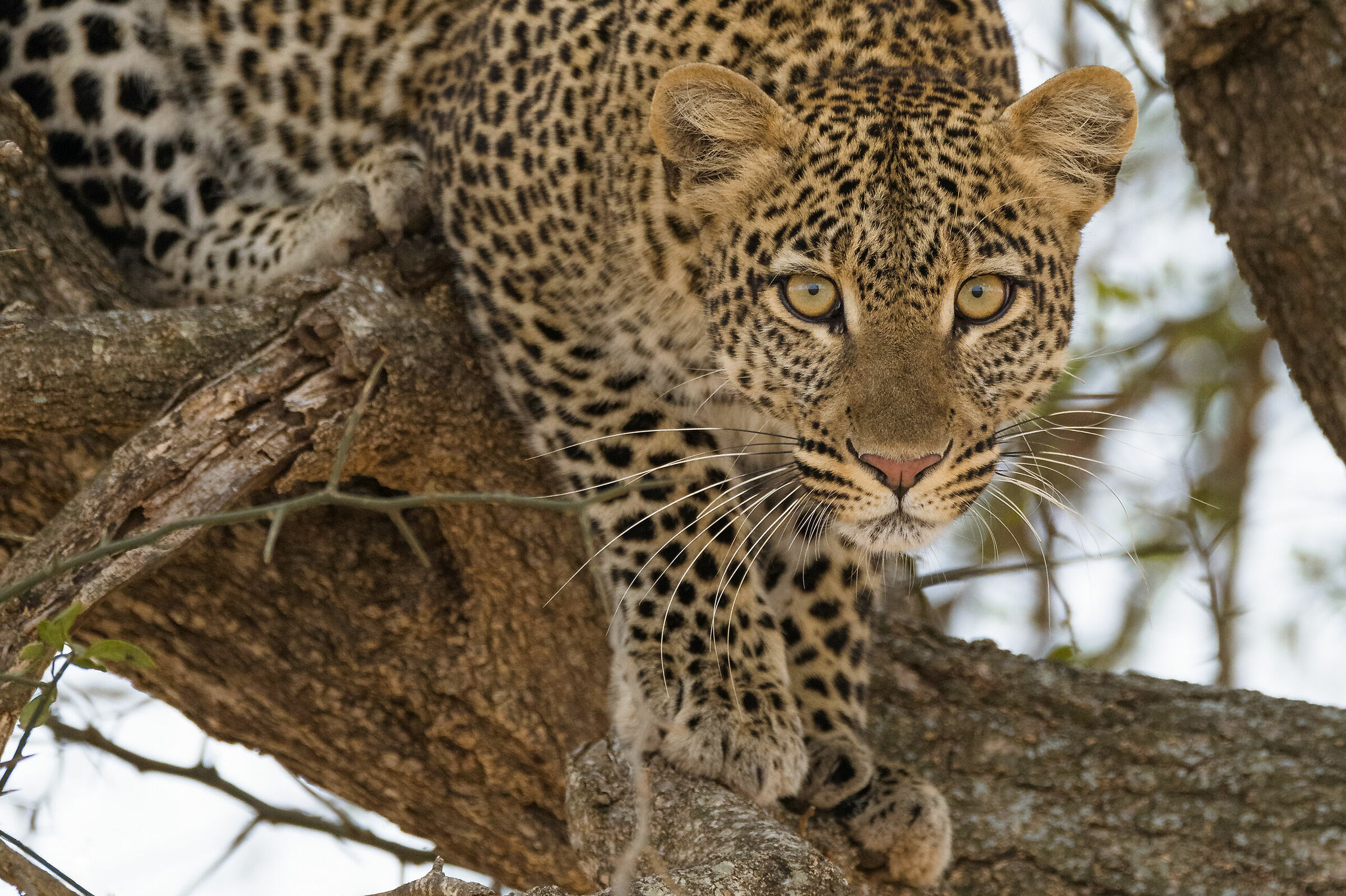 Leopard, Tarangire.