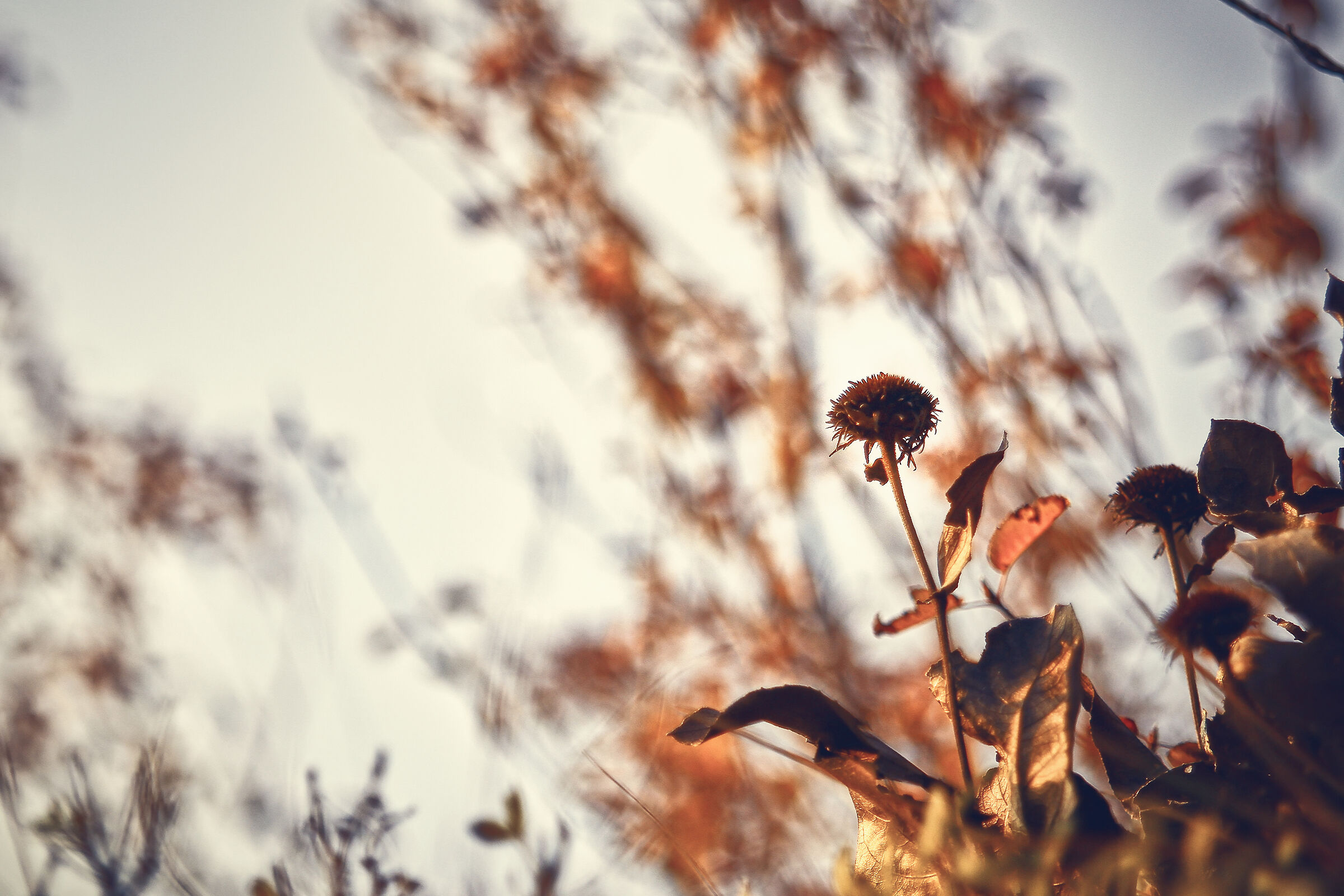 Autunno