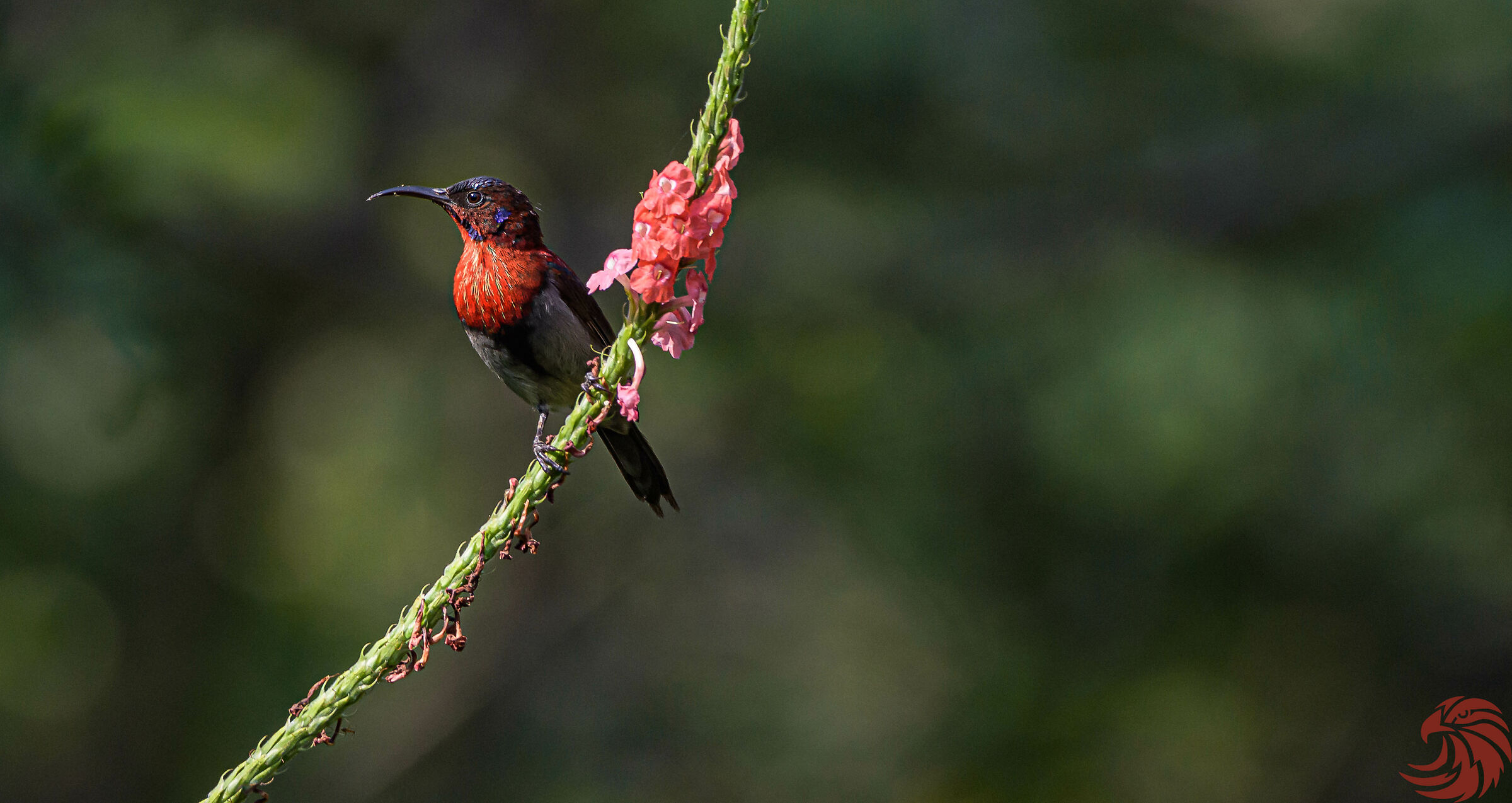 Vigors uccello solare