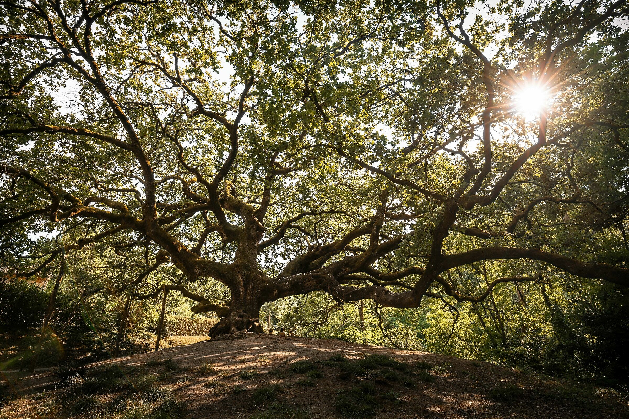La quercia delle streghe