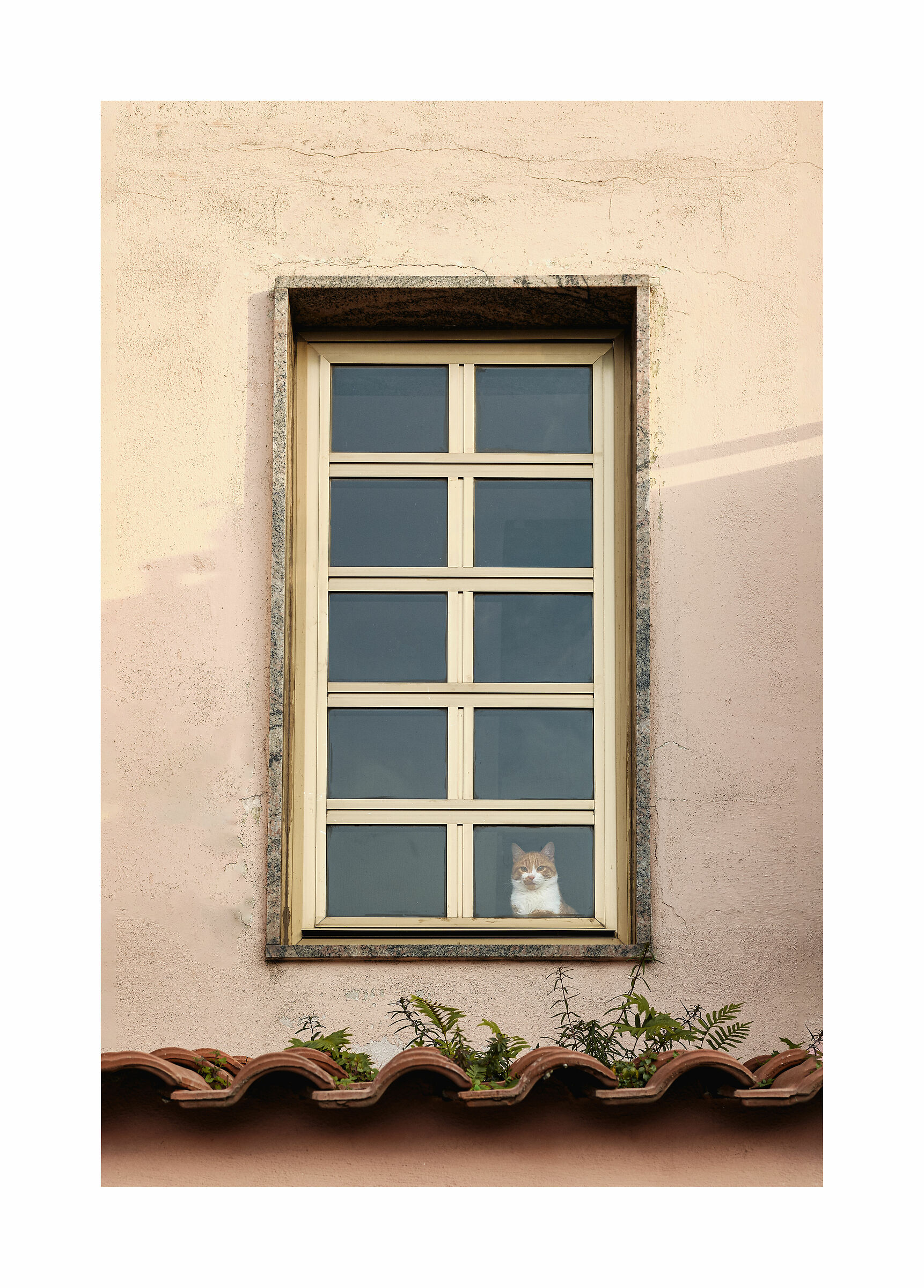 La finestra sul cortile