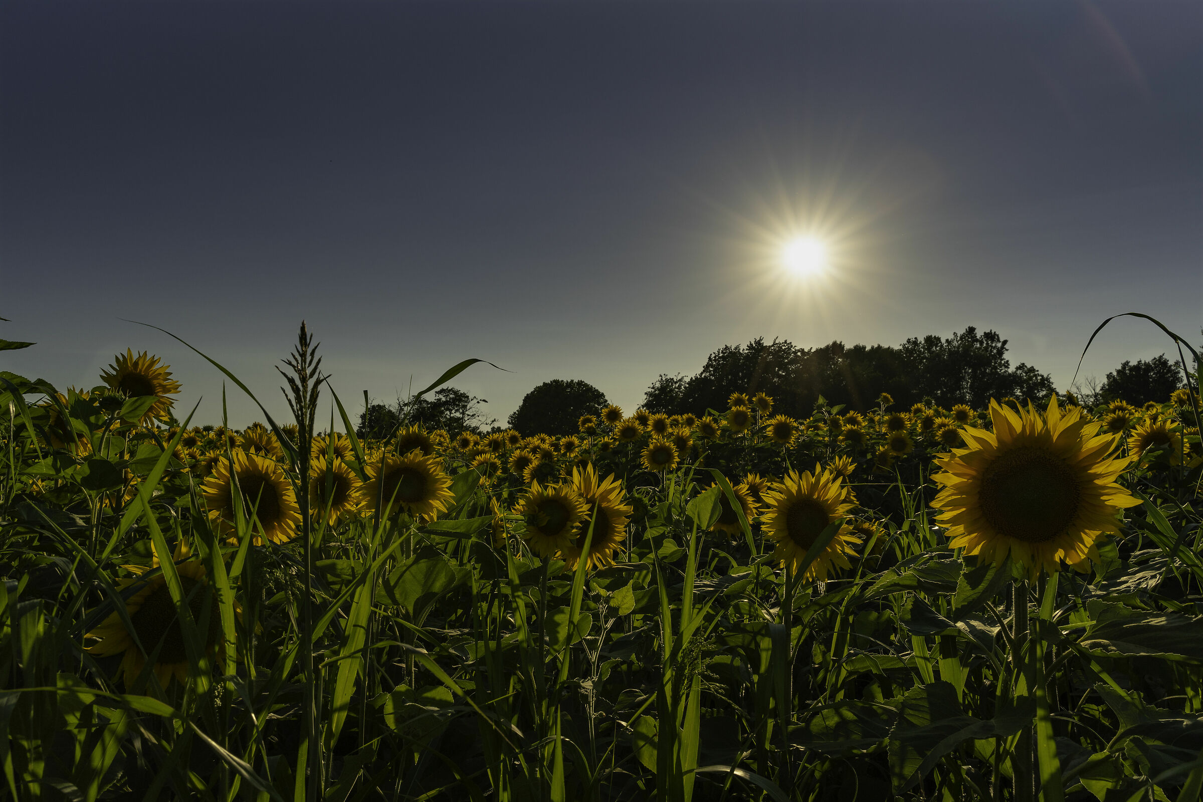 girasoli
