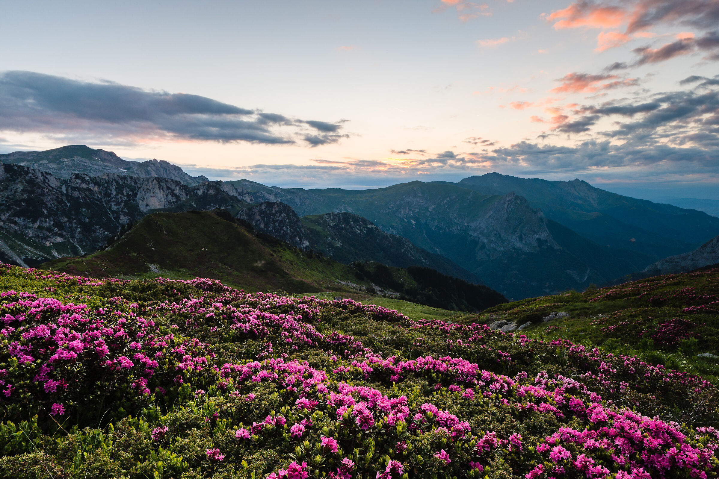The blooming of rhododendrons