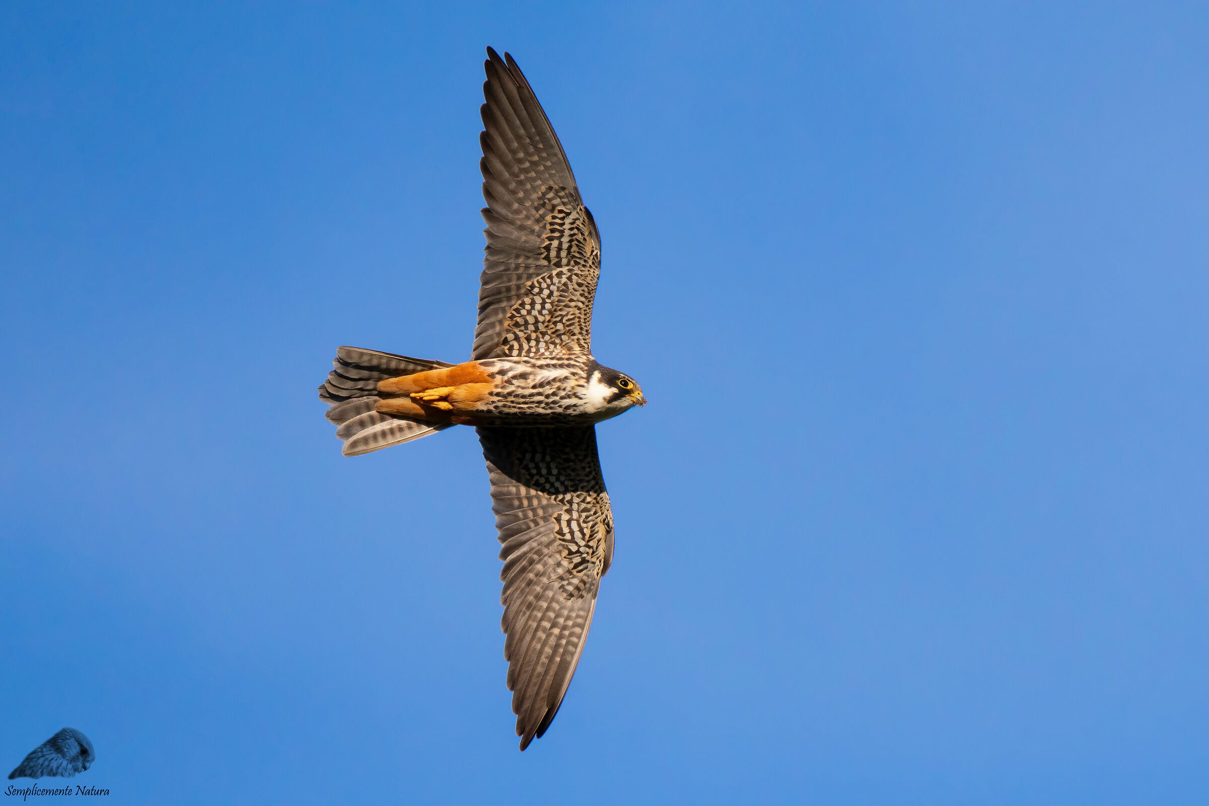 Lodolaio (Falco subbuteo)