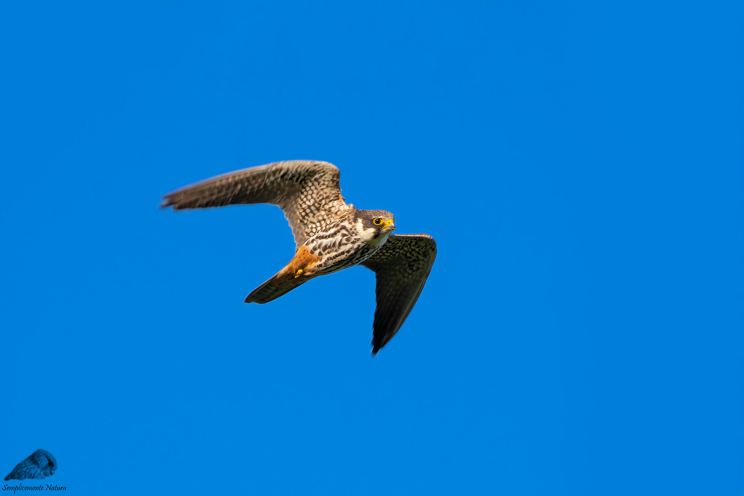 Lodolaio (Falco subbuteo)