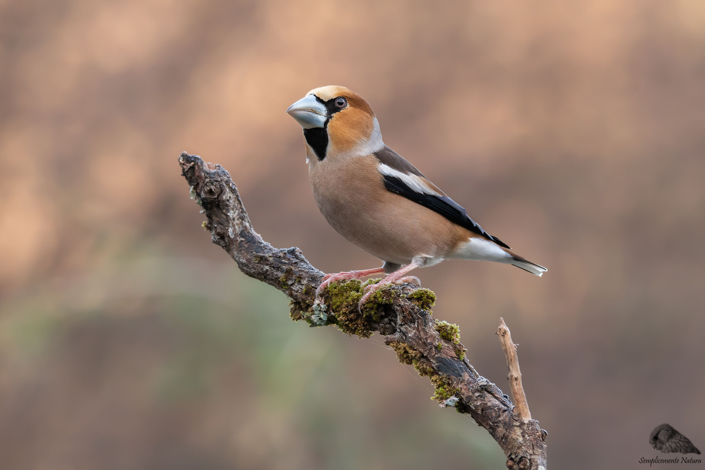 Frosone (Coccothraustes coccothraustes)