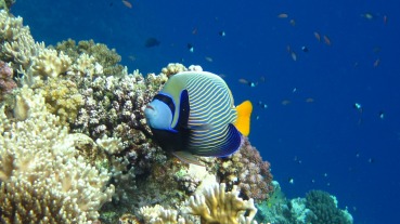 Pomacanthus imperator