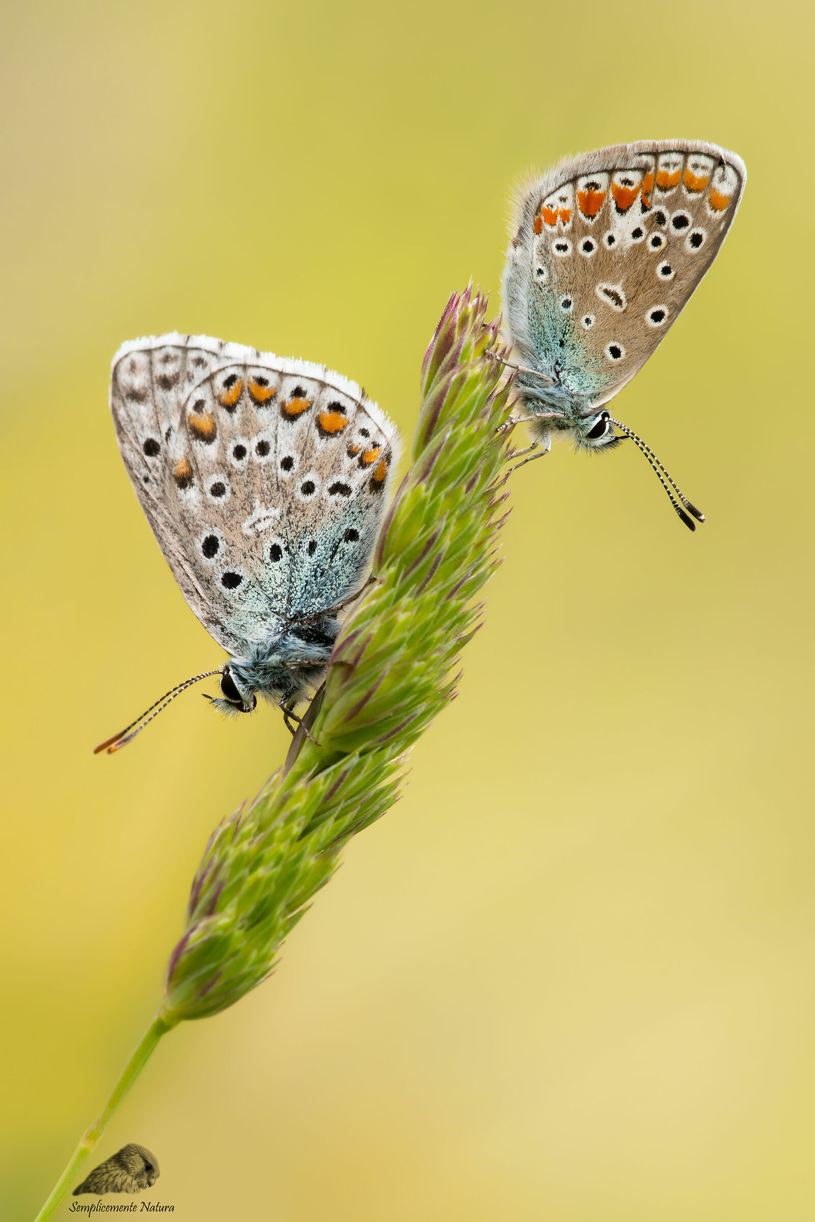 Lycenids (Lycaenidae)