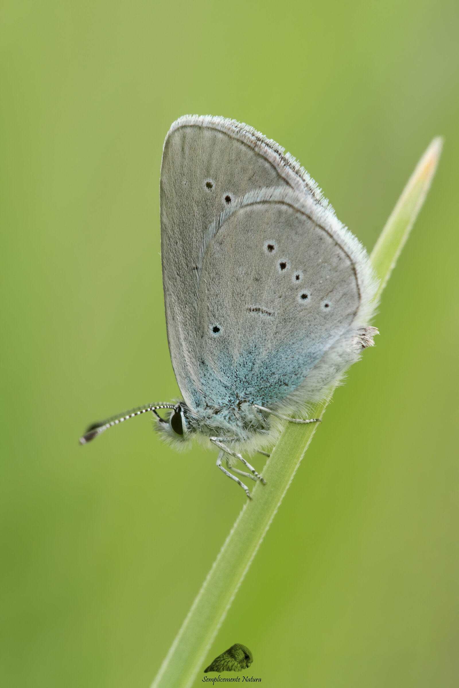 Glaucopsyche alexis
