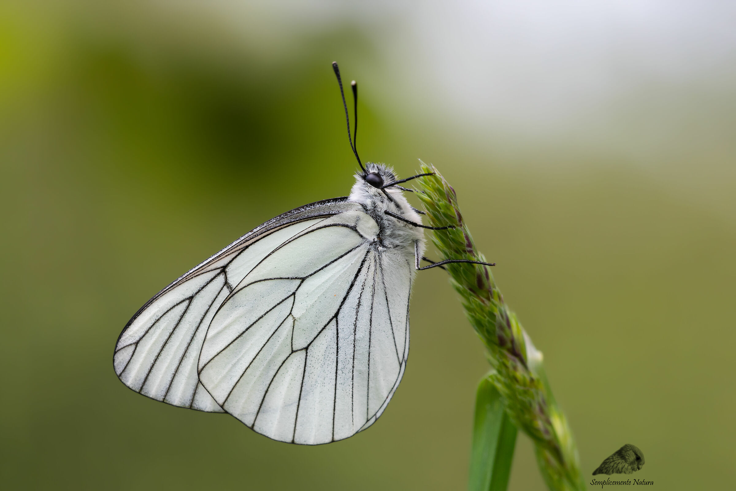 Pieride Del Hawthorn (Aporia crataegi)