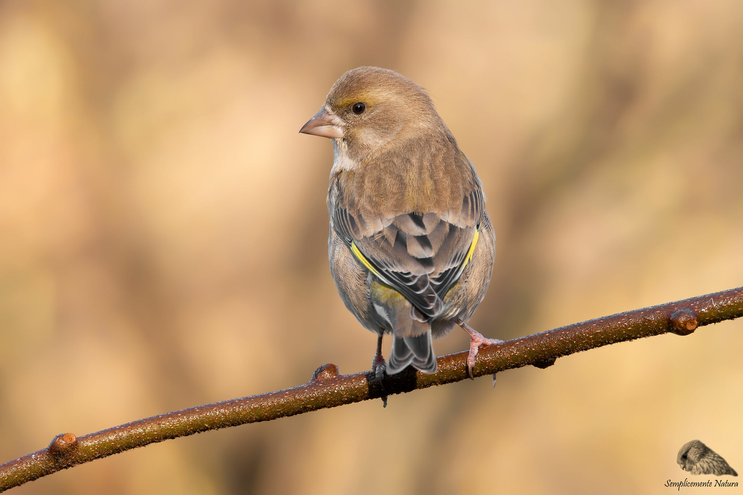 Verdone (Chloris chloris)
