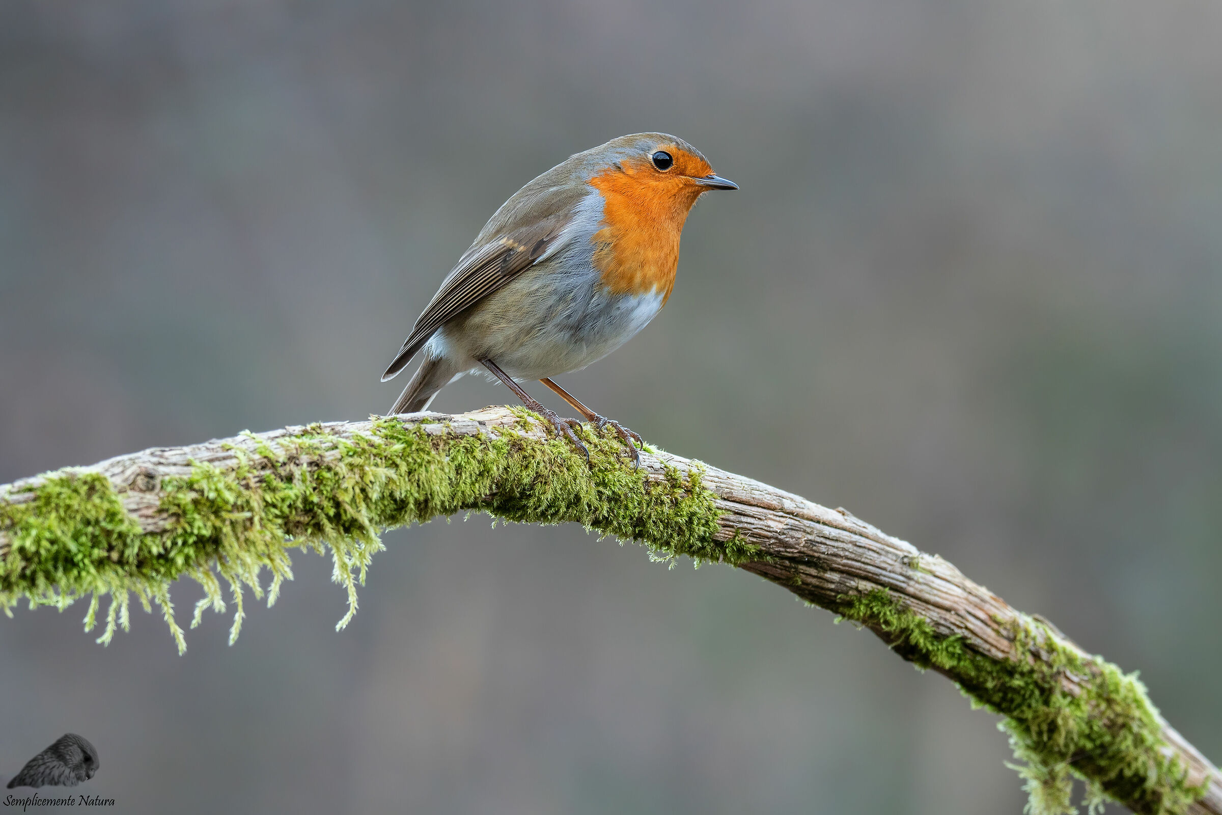 Robin (Erithacus rubecula)