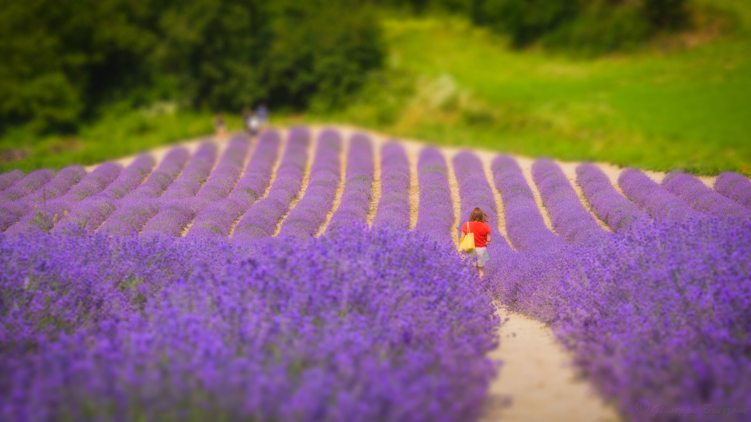 Campi di lavanda