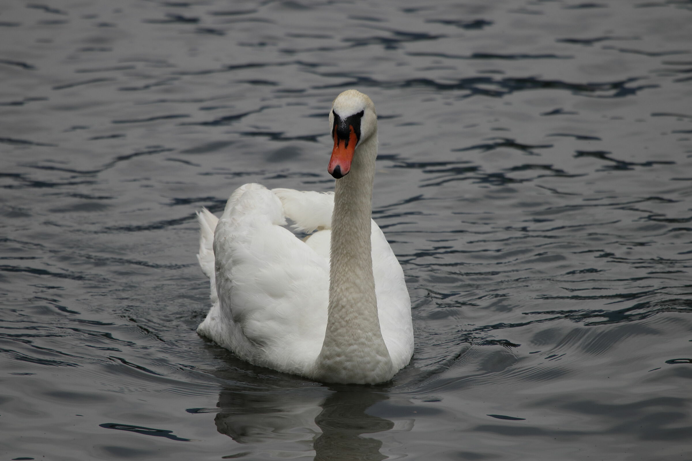 Swan