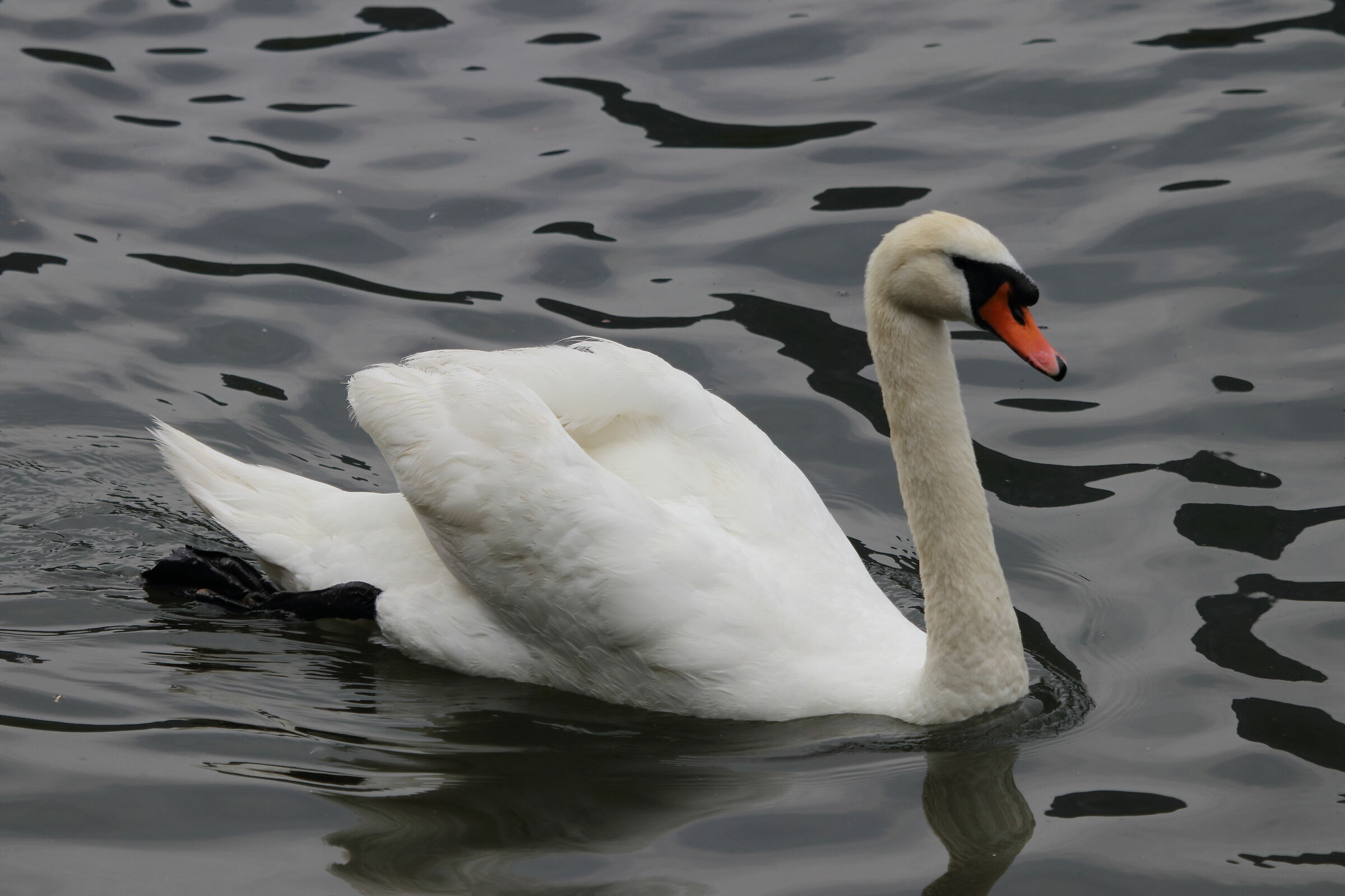 Swan