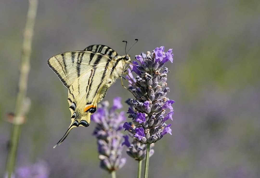 Perfume of lavender