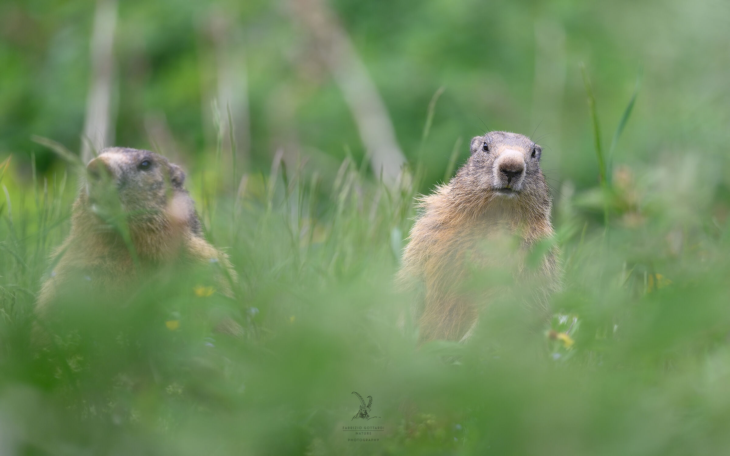 Fratellì fratellì ce stanno a spià!!