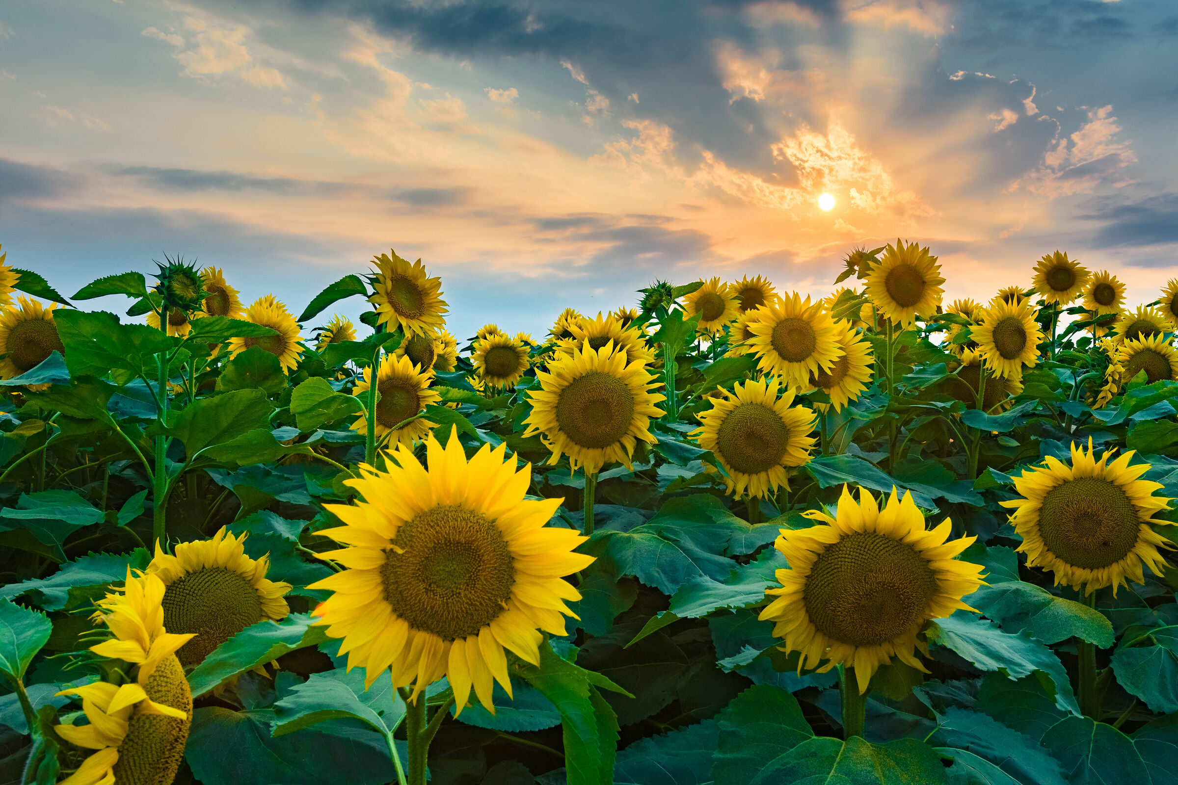 Girasoli fotomodelli