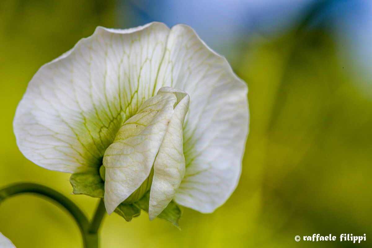 Fiore di pisello