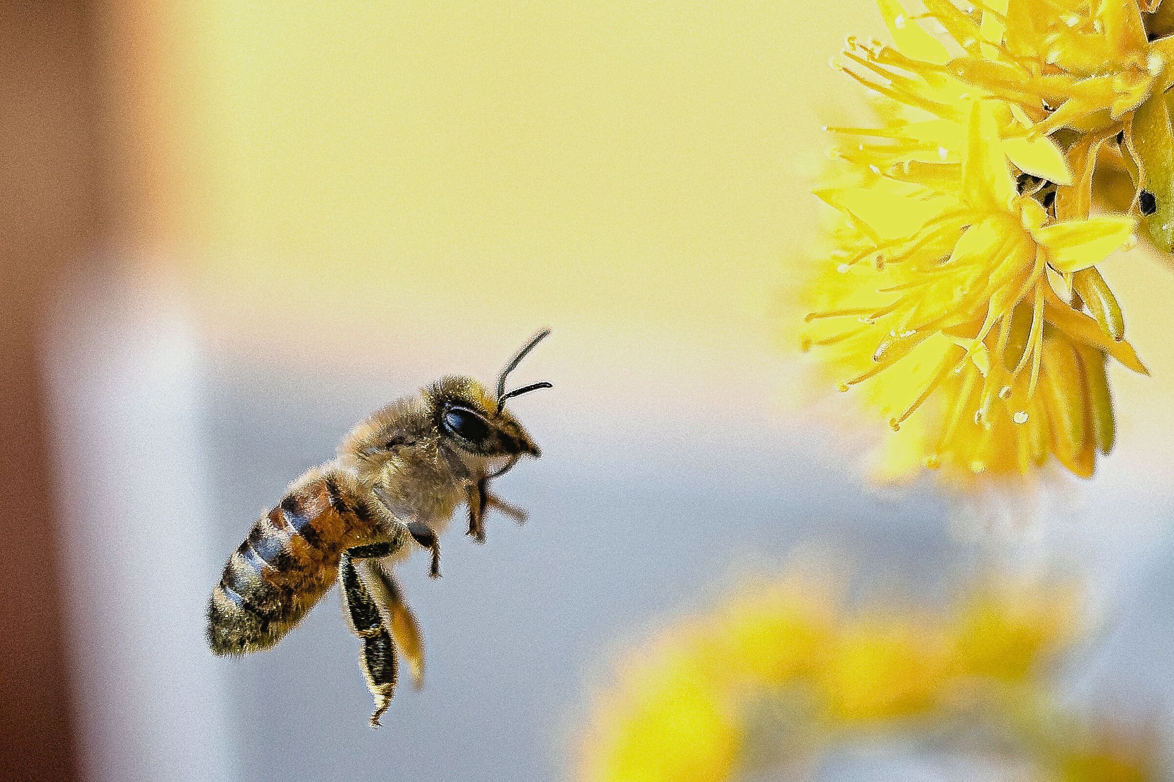 ape sta atterrando su fiore sedum palmer 12/04/2020
