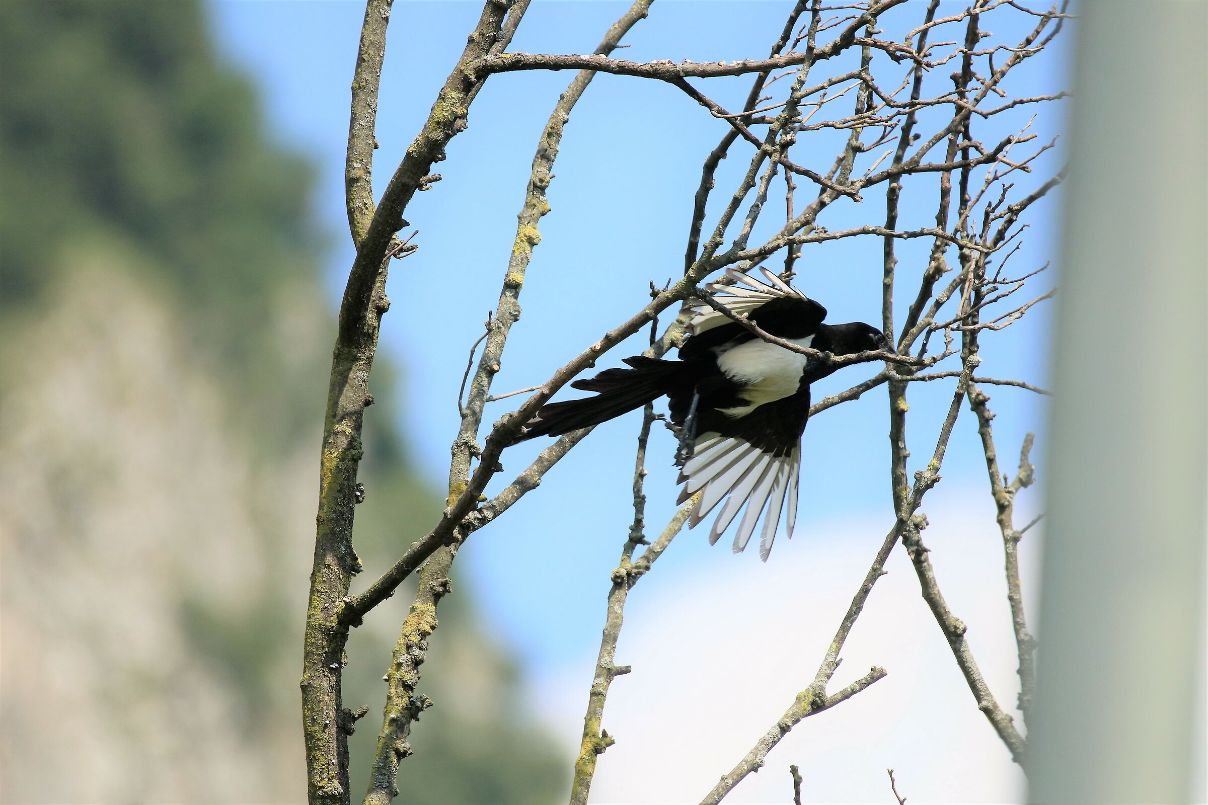 magpie thief perched