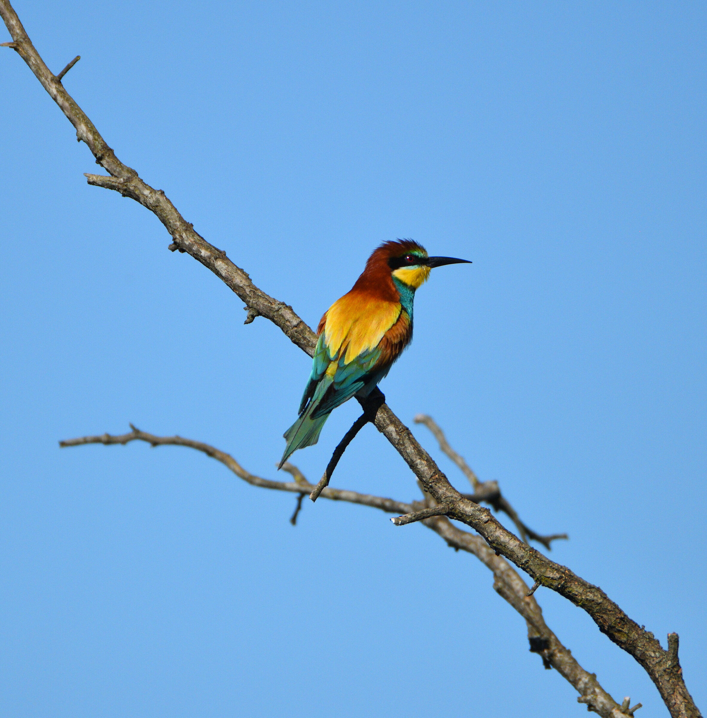 The hazelnut - Park del Ticinio - Lombardy