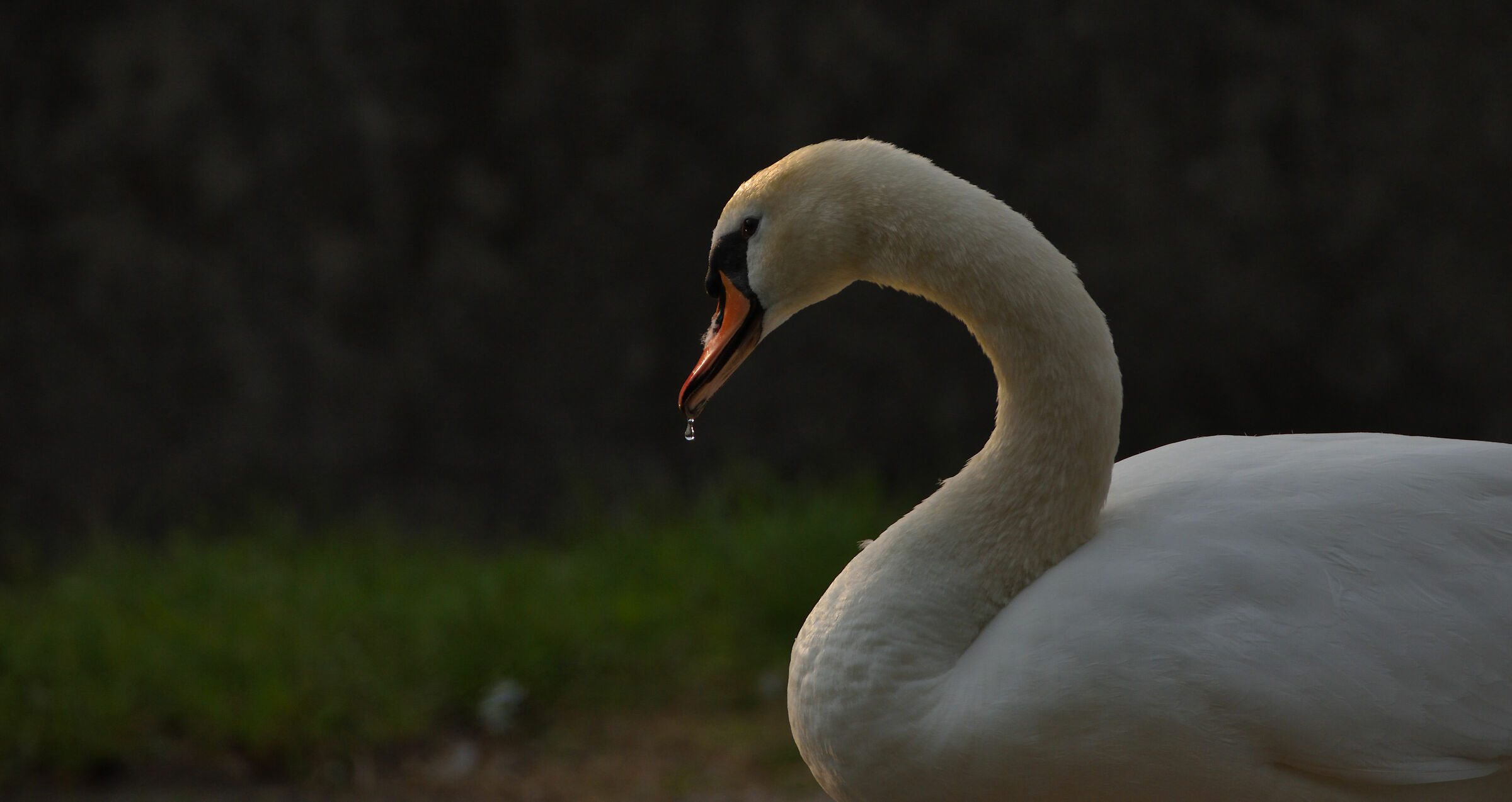 Swan - Great Ship - Abbiategrasso