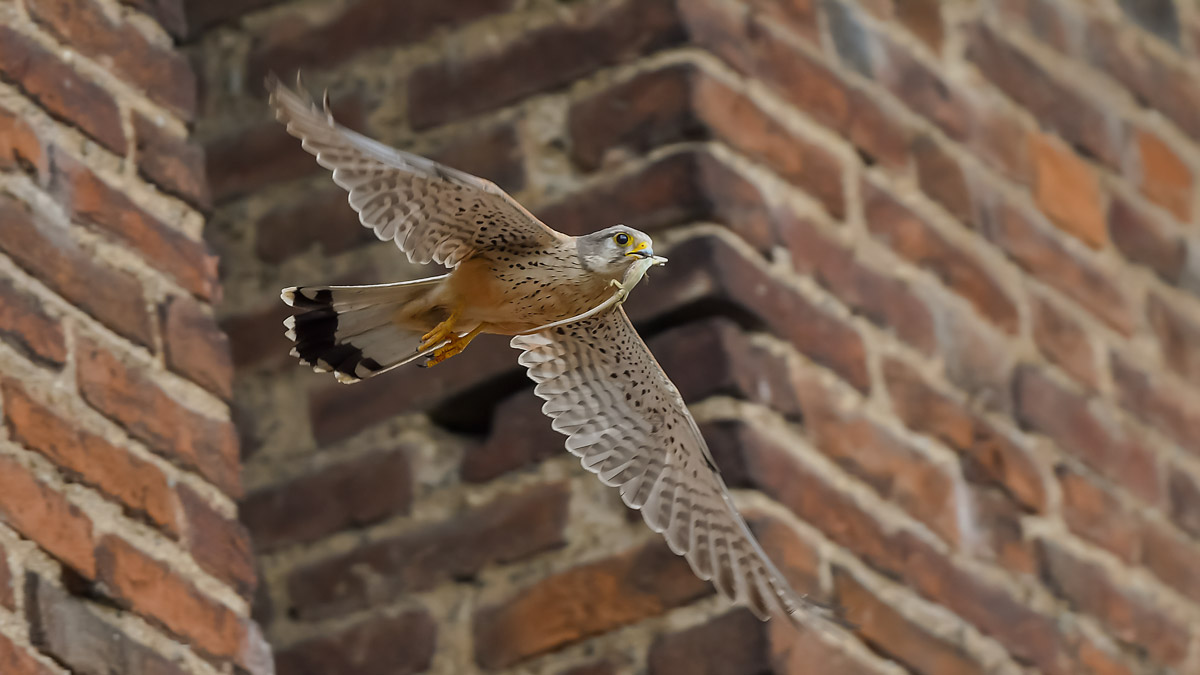 Gheppio con preda !!