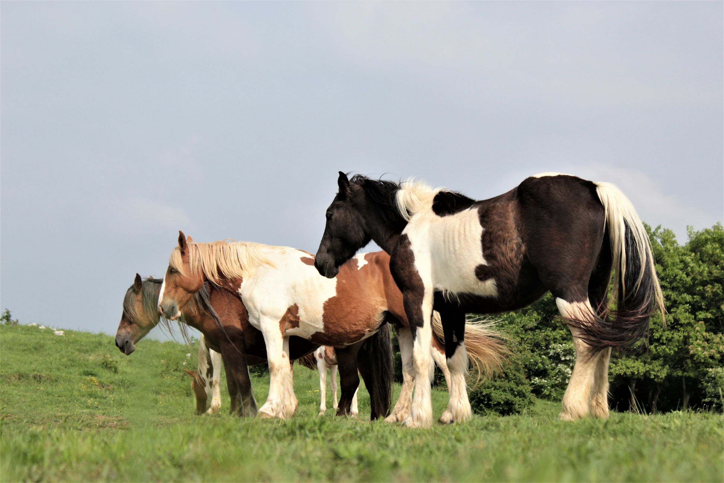 horses in the wild