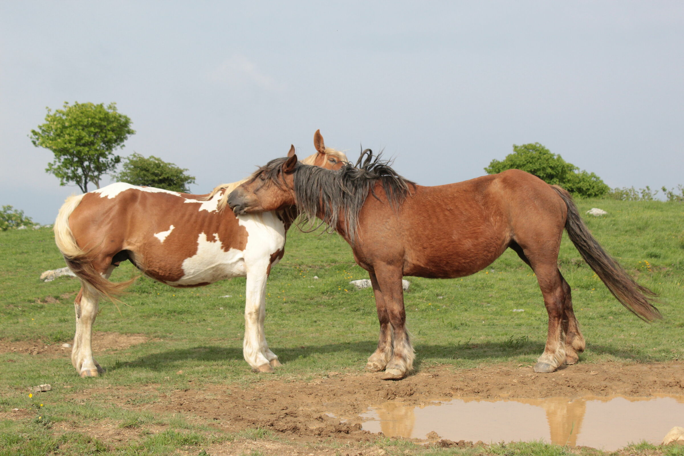 cavalli sul monte Piano