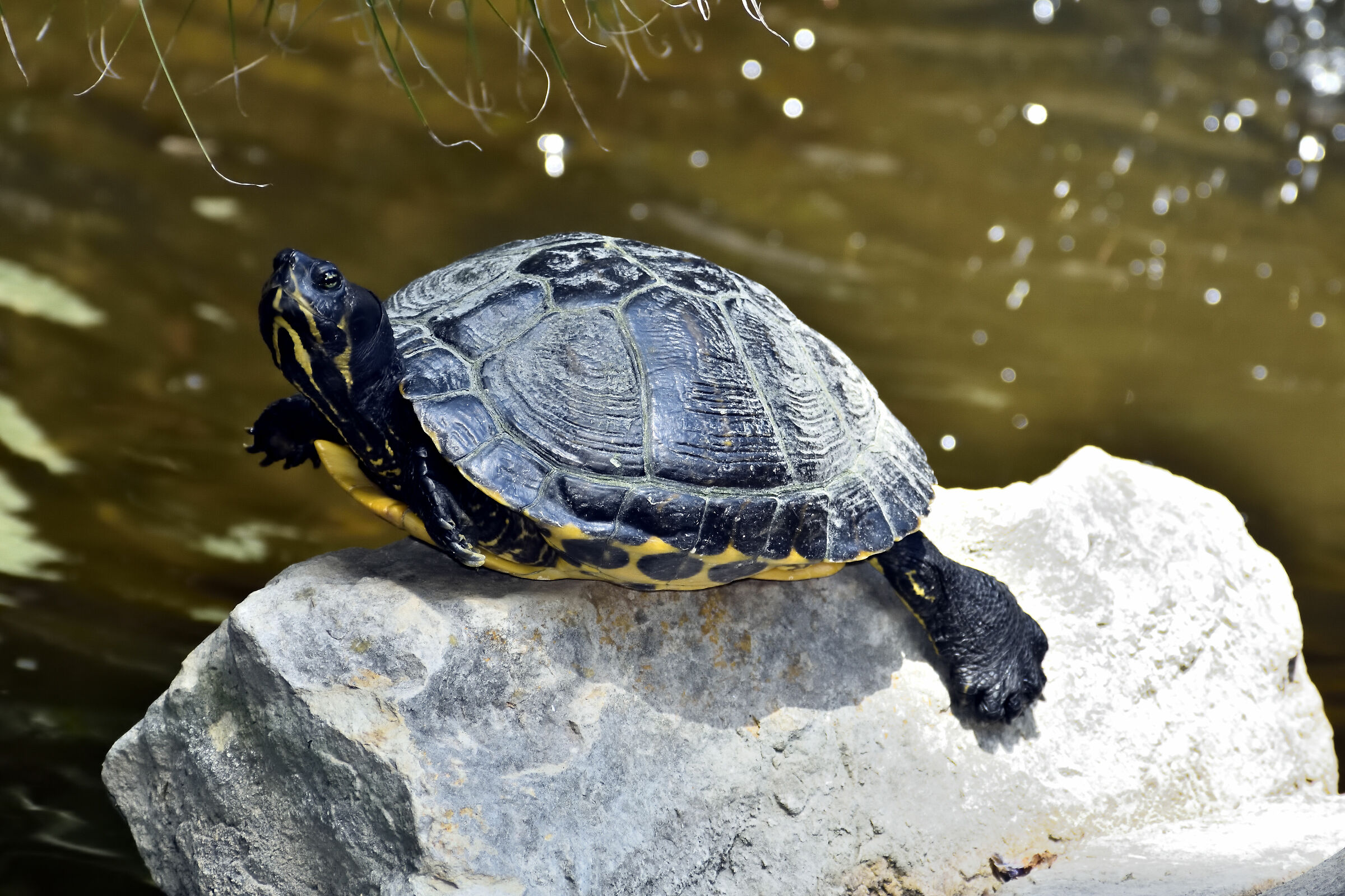 Turtle