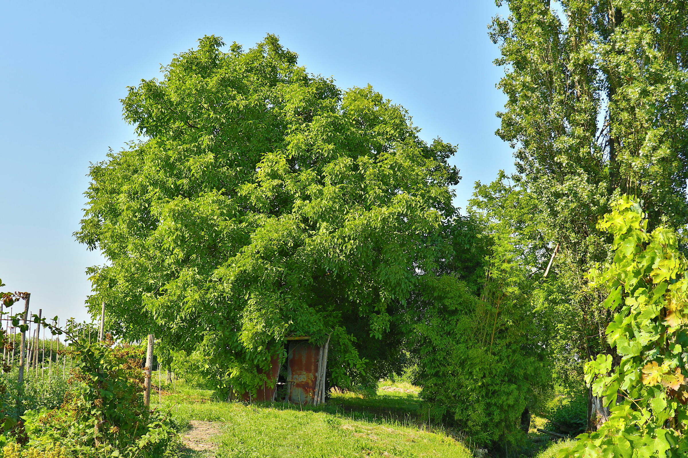 Cabin under the tree