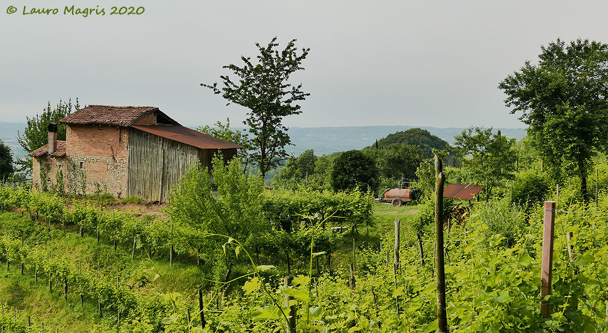 Rust in the vineyards