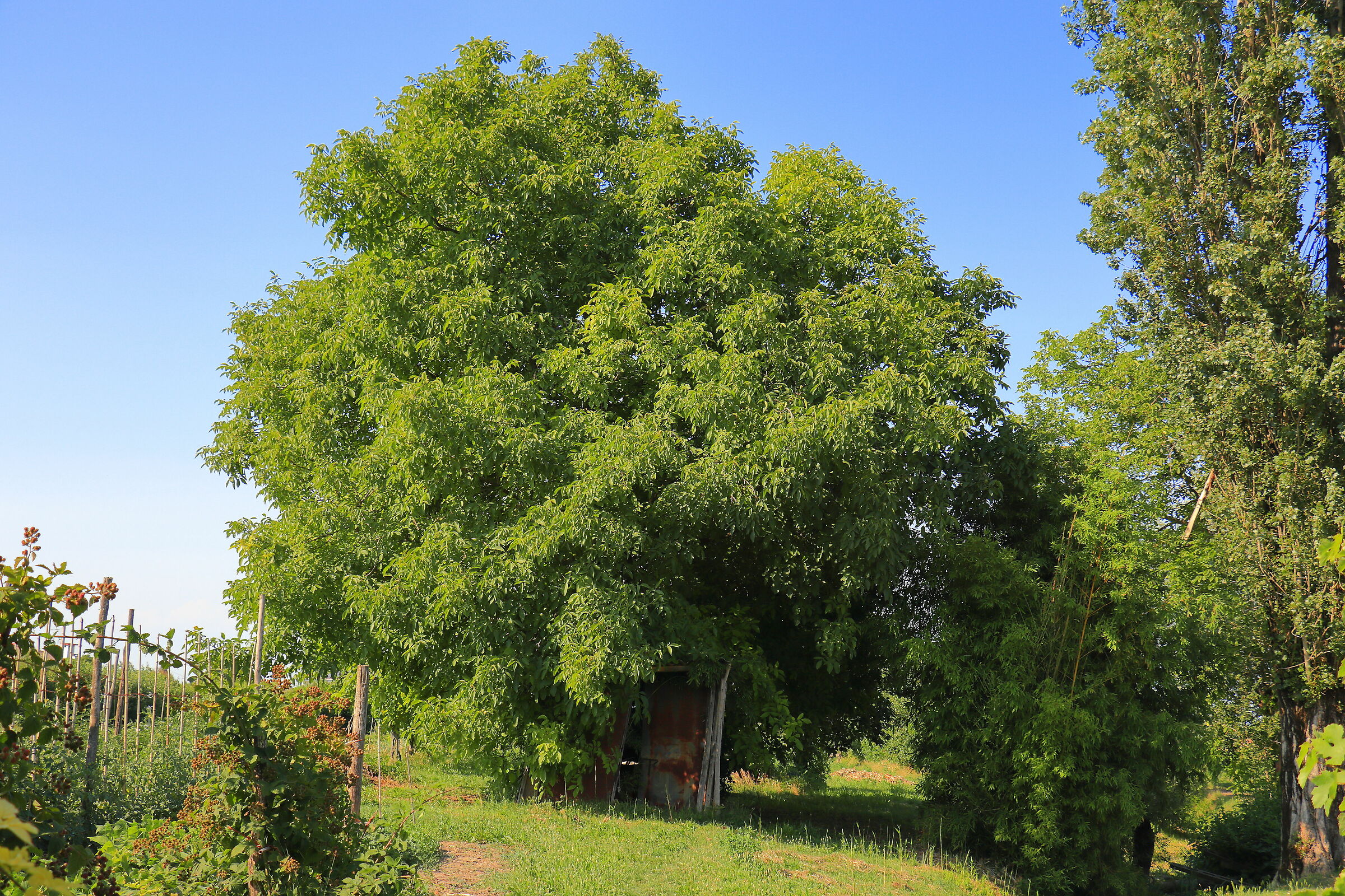 Cabin under the tree 2