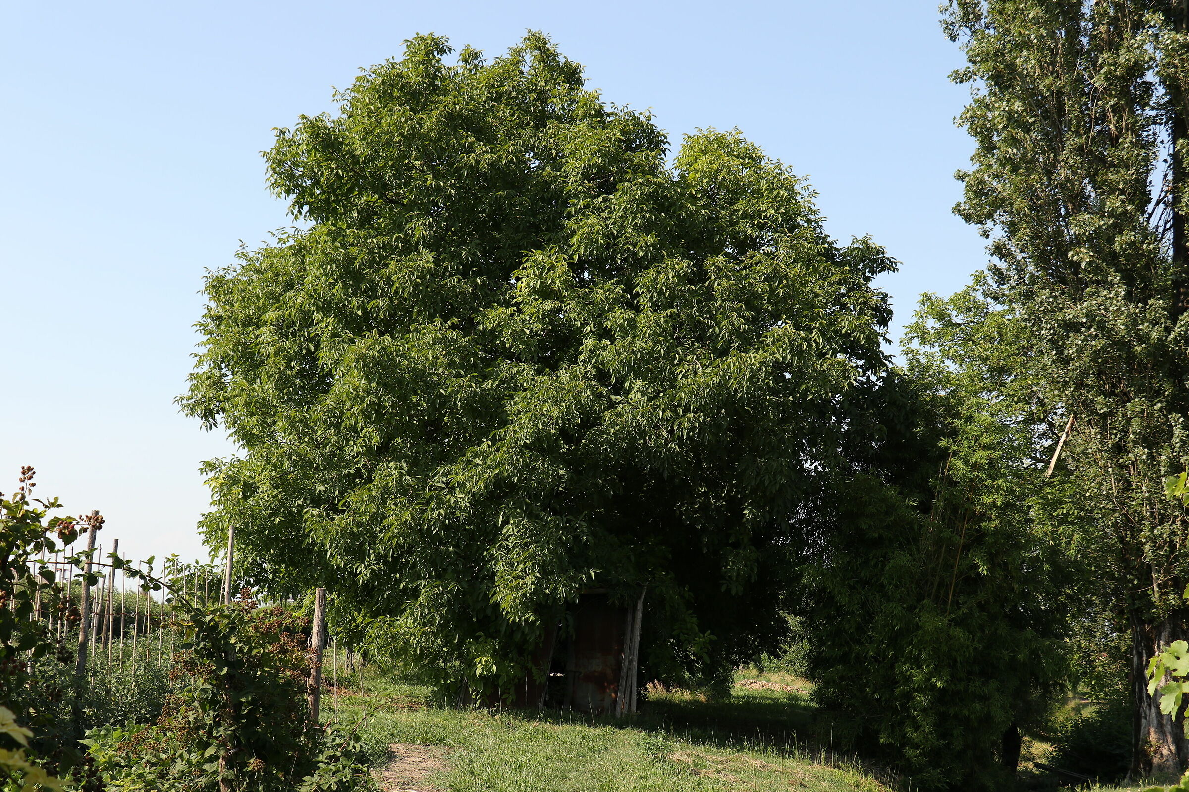 Cabin under the tree 3
