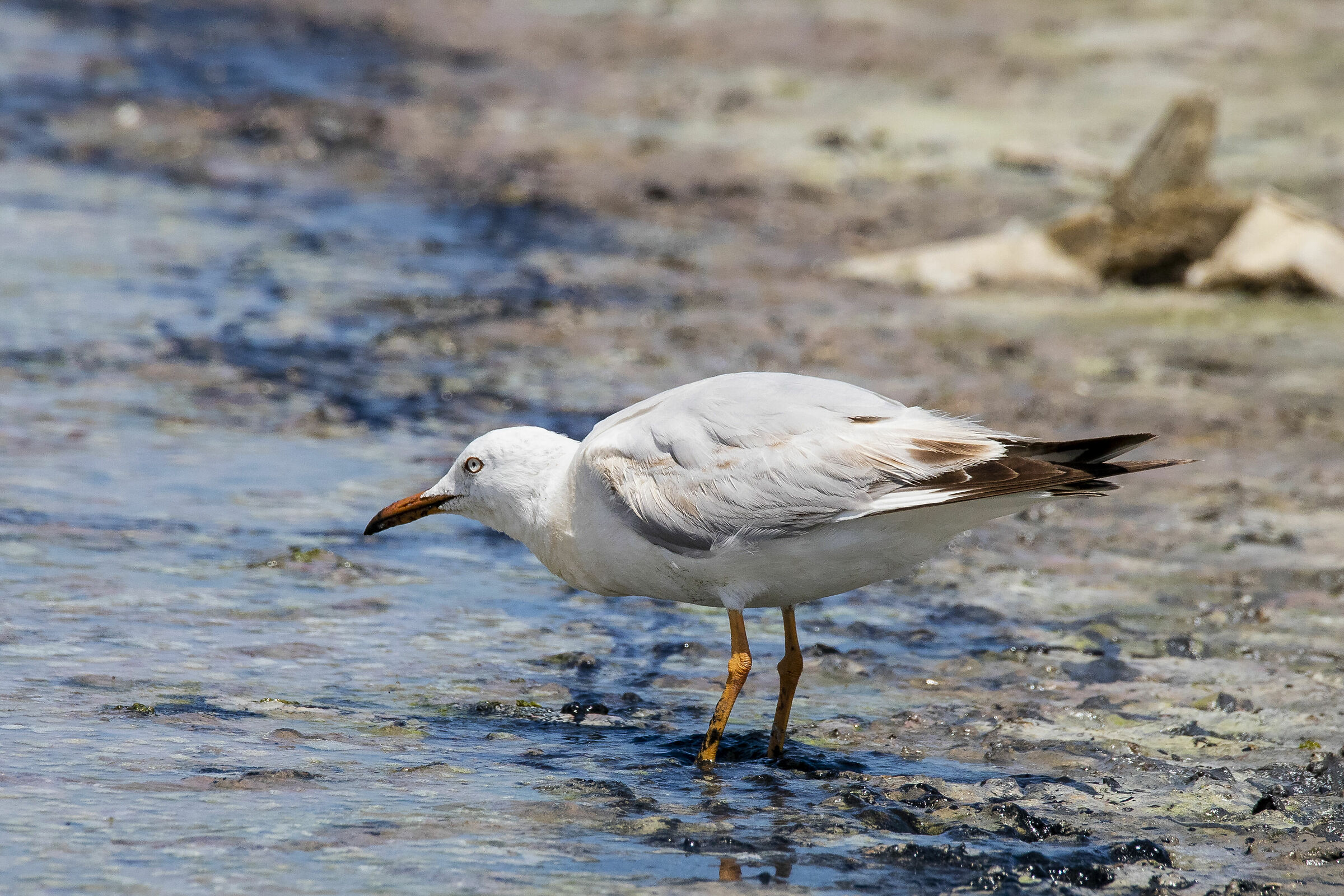 Rosy seagull