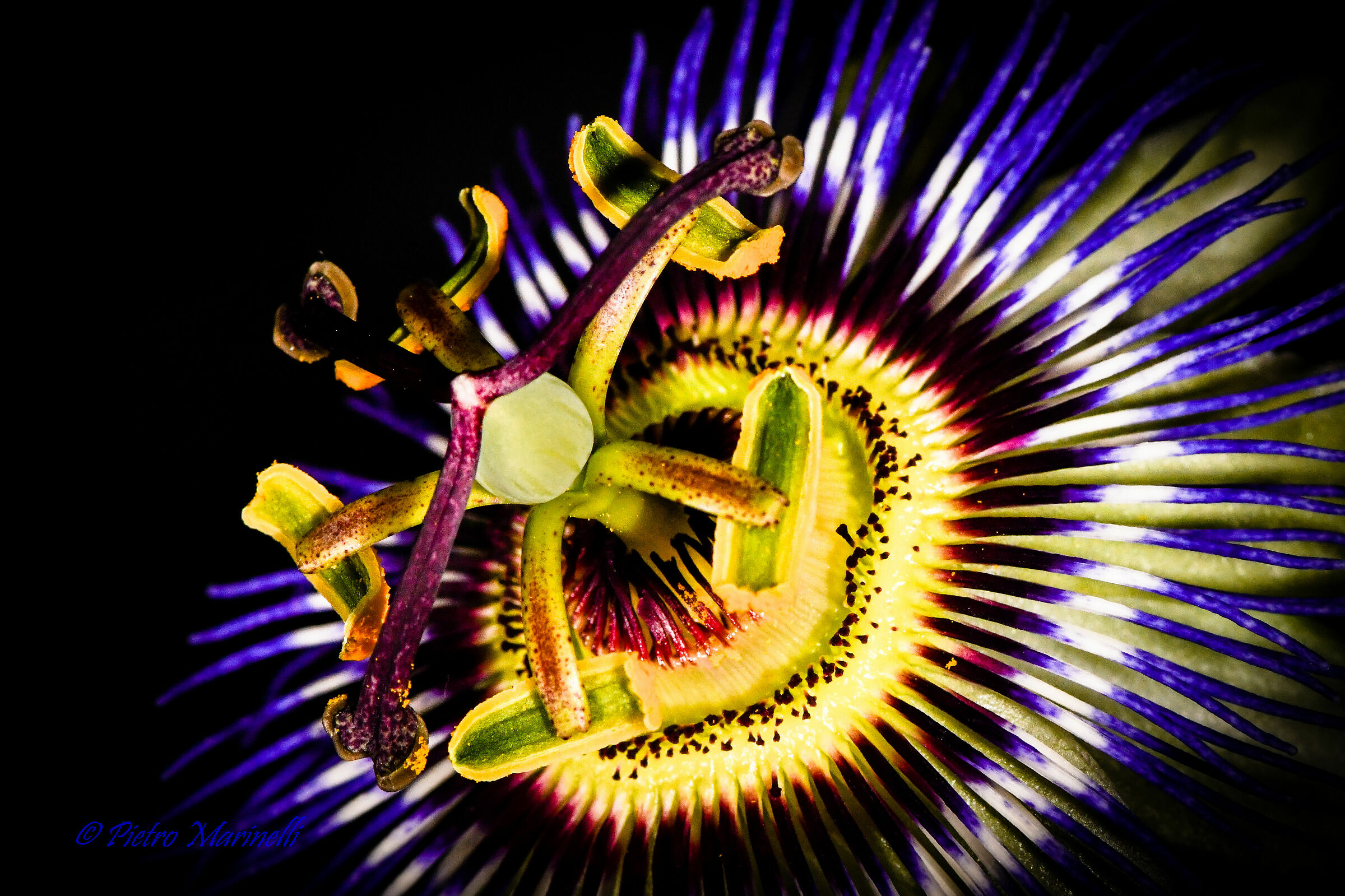 Passiflora
