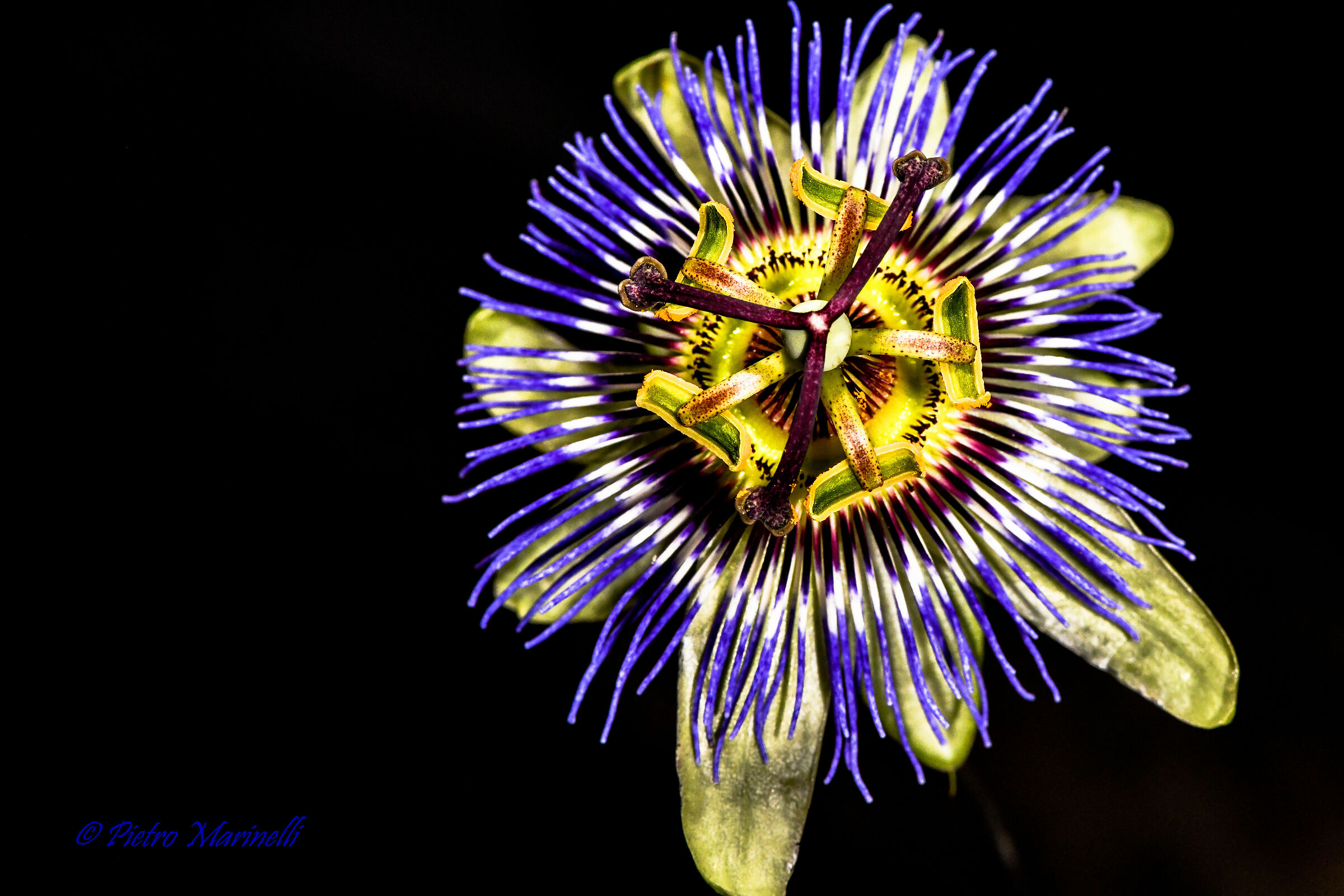 Passiflora