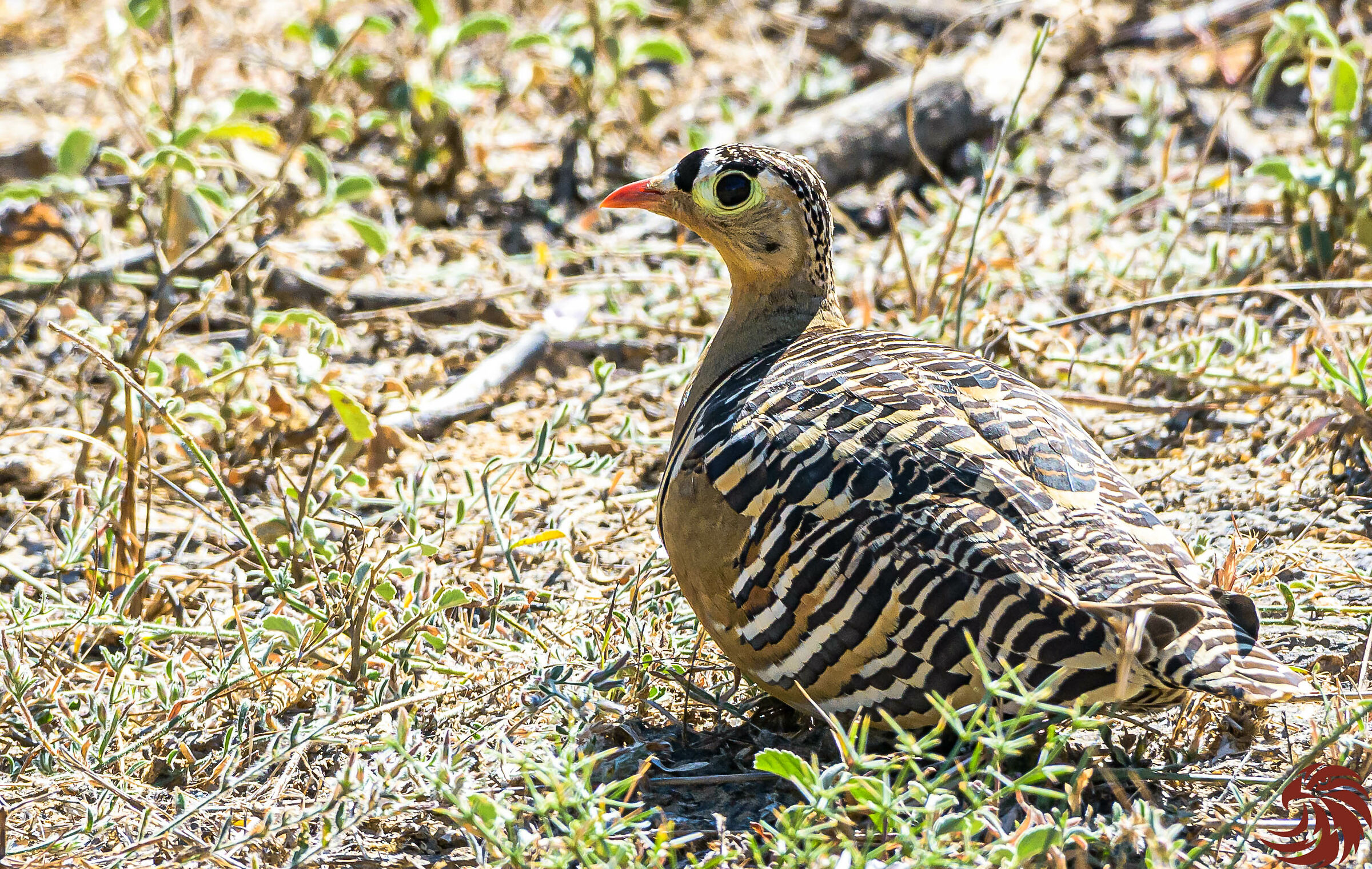 Sandgrouse dipinto