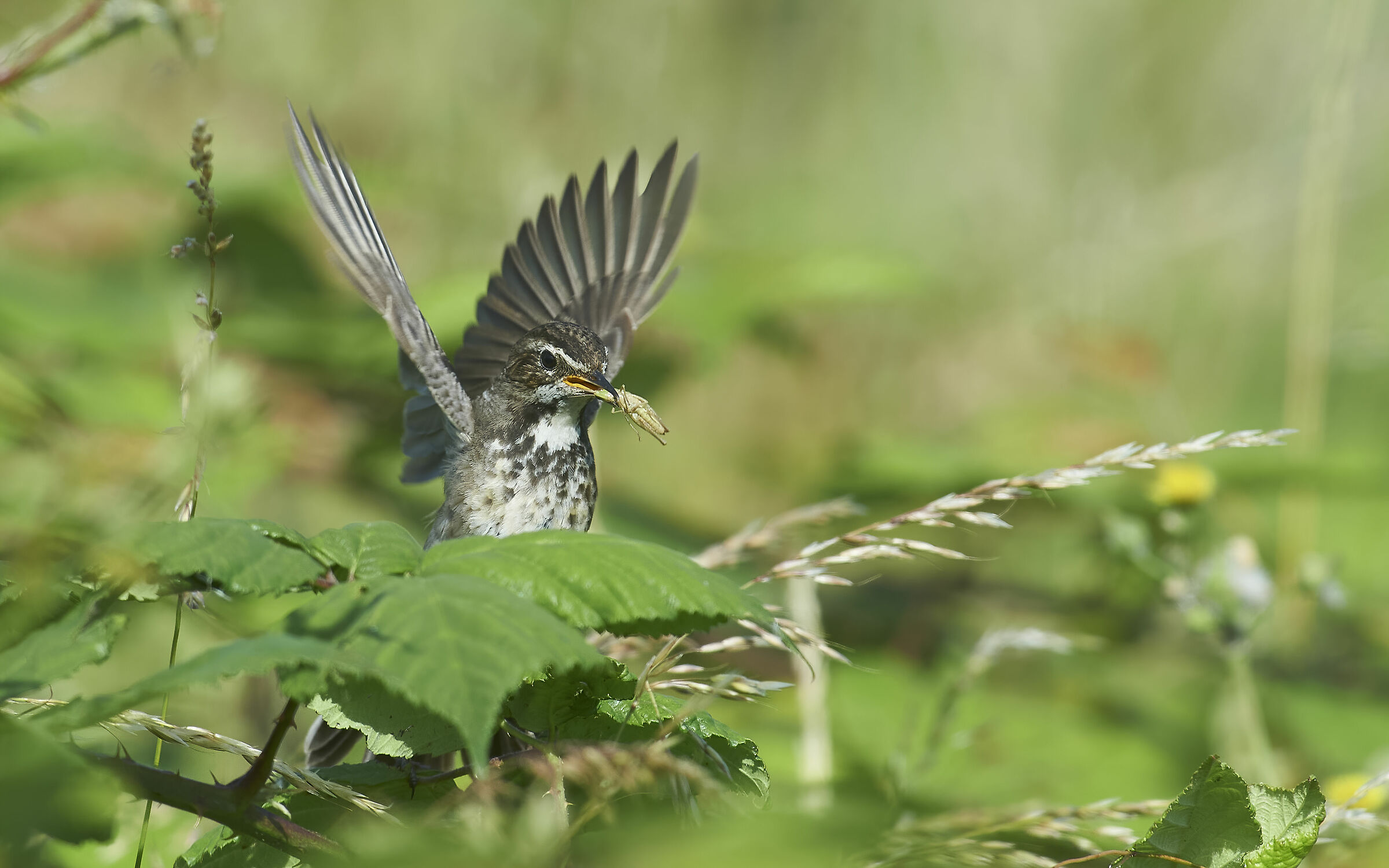 Mamma bluethroat con cibo