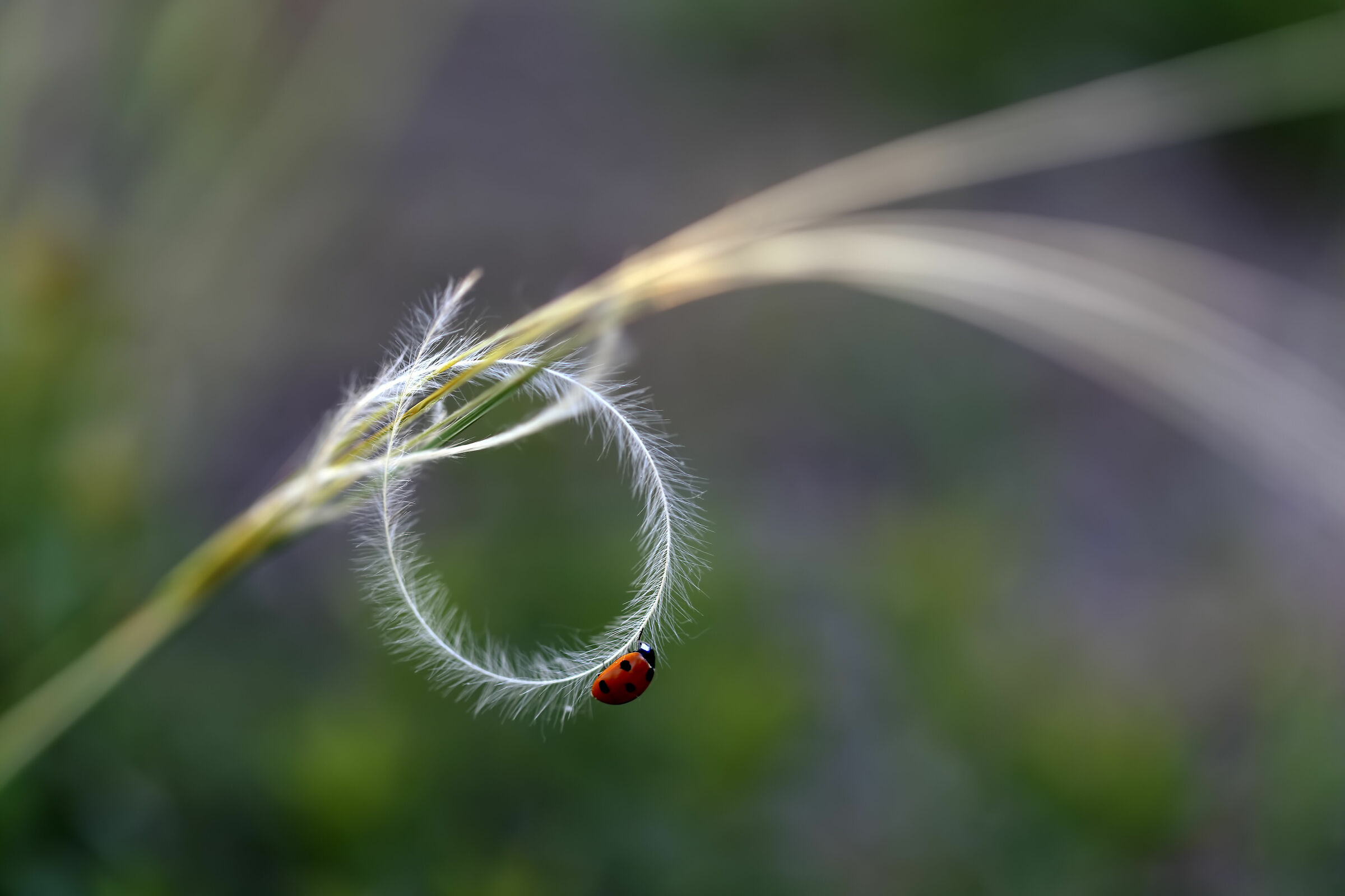 La ruota della fortuna.