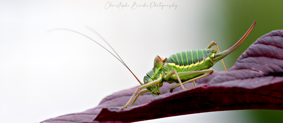 Ephippiger ephippiger